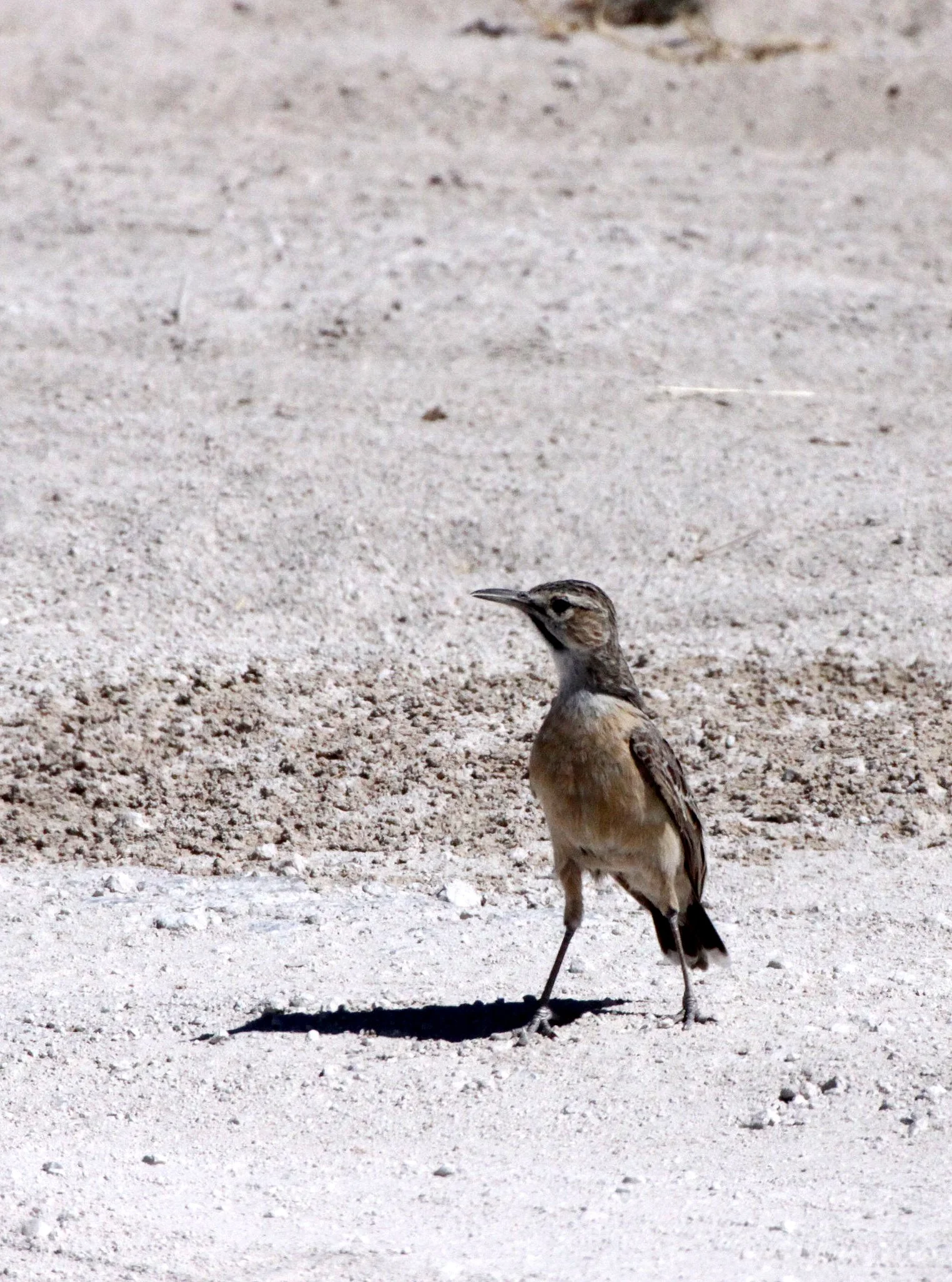 Spike-heeled Lark (Chersomanes albofasciata) Etosha NP Namibia (2).JPG