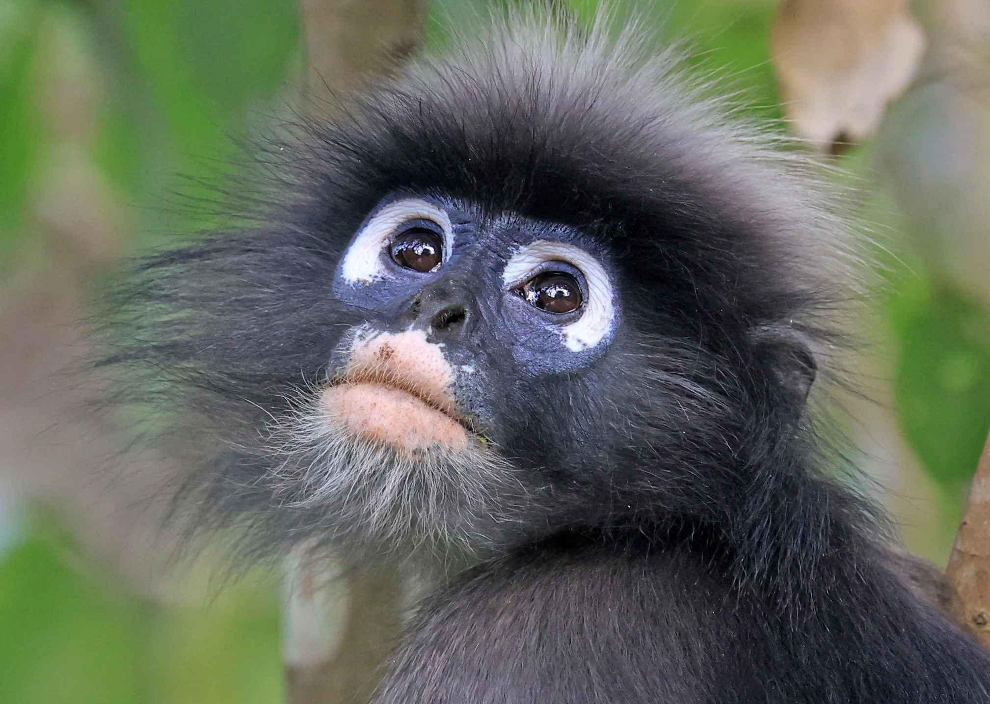 Dusky Langur (Spectacled) Leaf Monkey (Trachypithecus obscurus) Kaeng Krachan National Park ESS Expedition 2026 (58).jpg