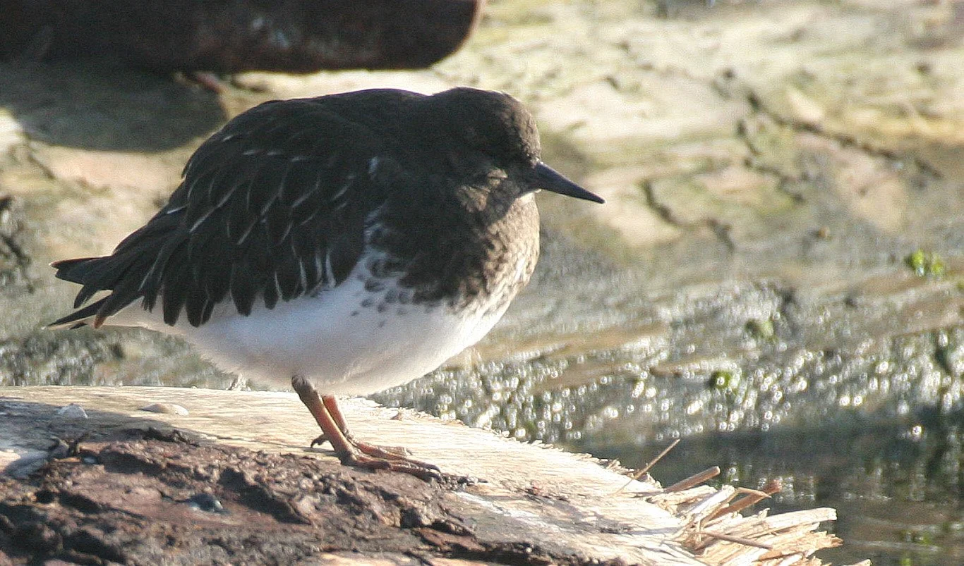 BIRD - TURNSTONE - BLACK TURNSTONE - PA HARBOR (15).jpg