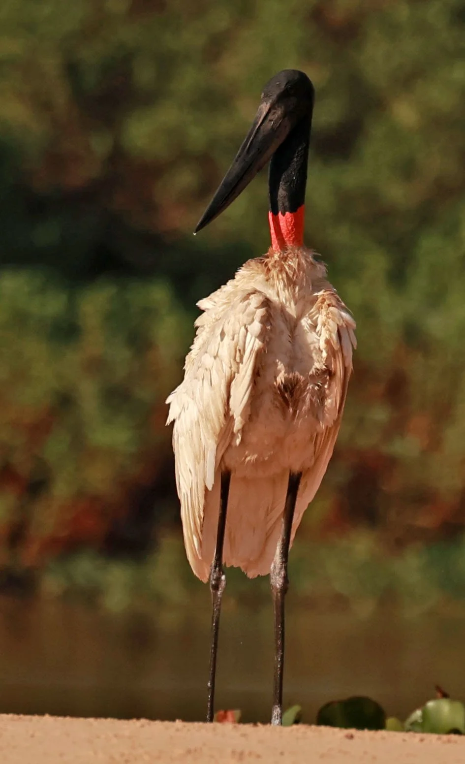 Stork - Jabiru mycteria - Pantanal, Encontro das Águas State Park, Porto Jofre, Cuiaba River, Brazil (26).jpg