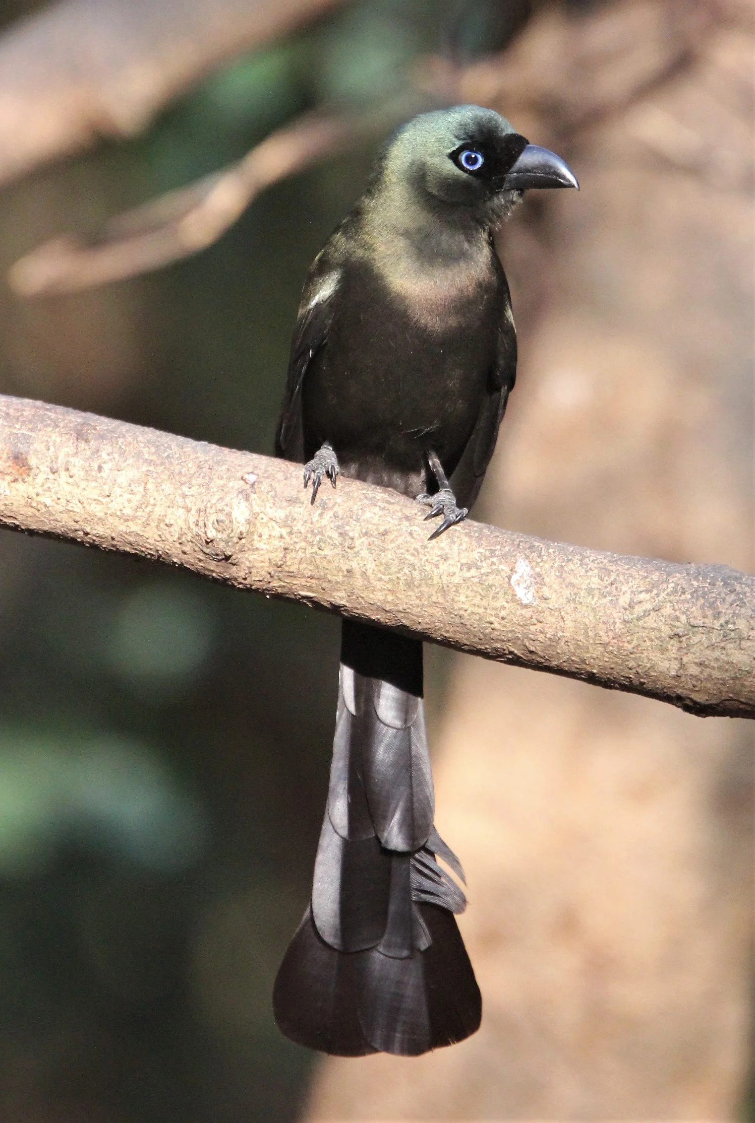 TREEPIE - RACKET-TAILED TREEPIE -Crypsirina temia - KAENG KRACHAN (11).jpg