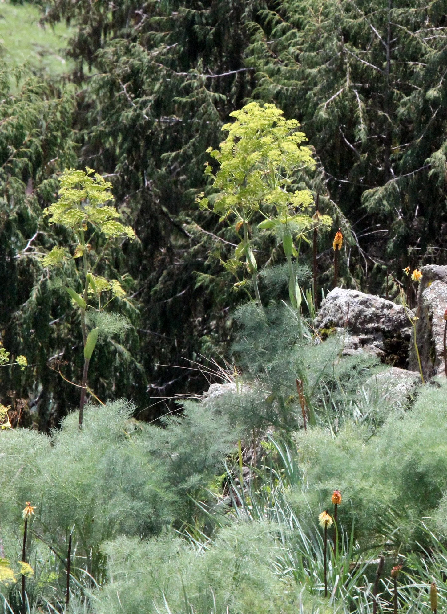 BALE MOUNTAINS NATIONAL PARK ETHIOPIA (92).JPG
