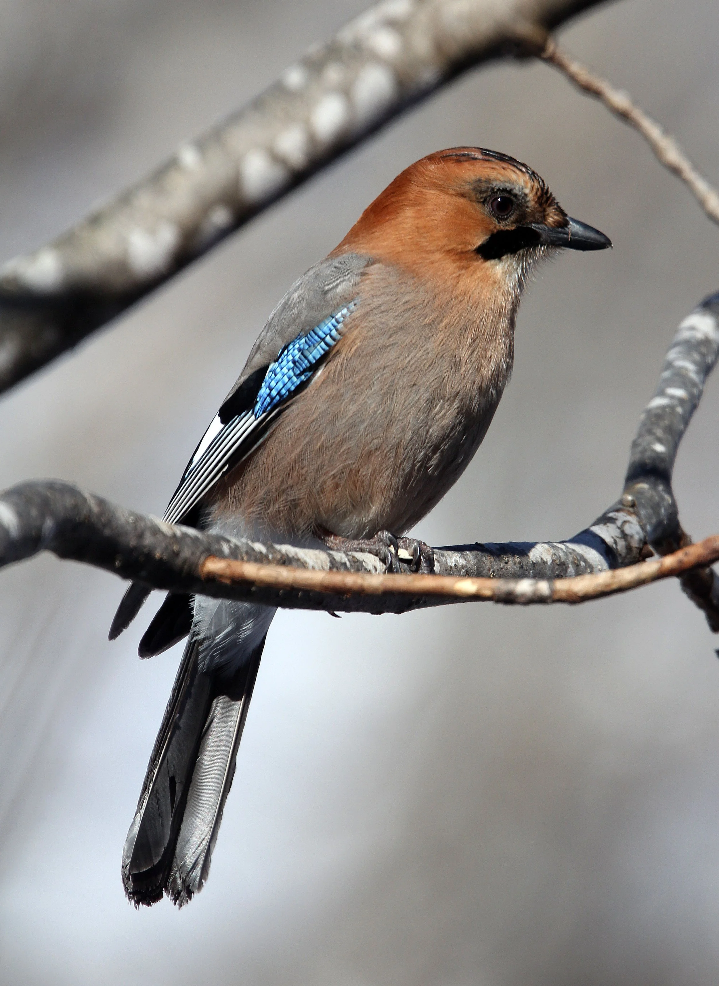 BIRD - JAY - EURASIAN JAY - YOROUSHI ONSEN, DAIICHI SPA, HOKKAIDO JAPAN (8).JPG