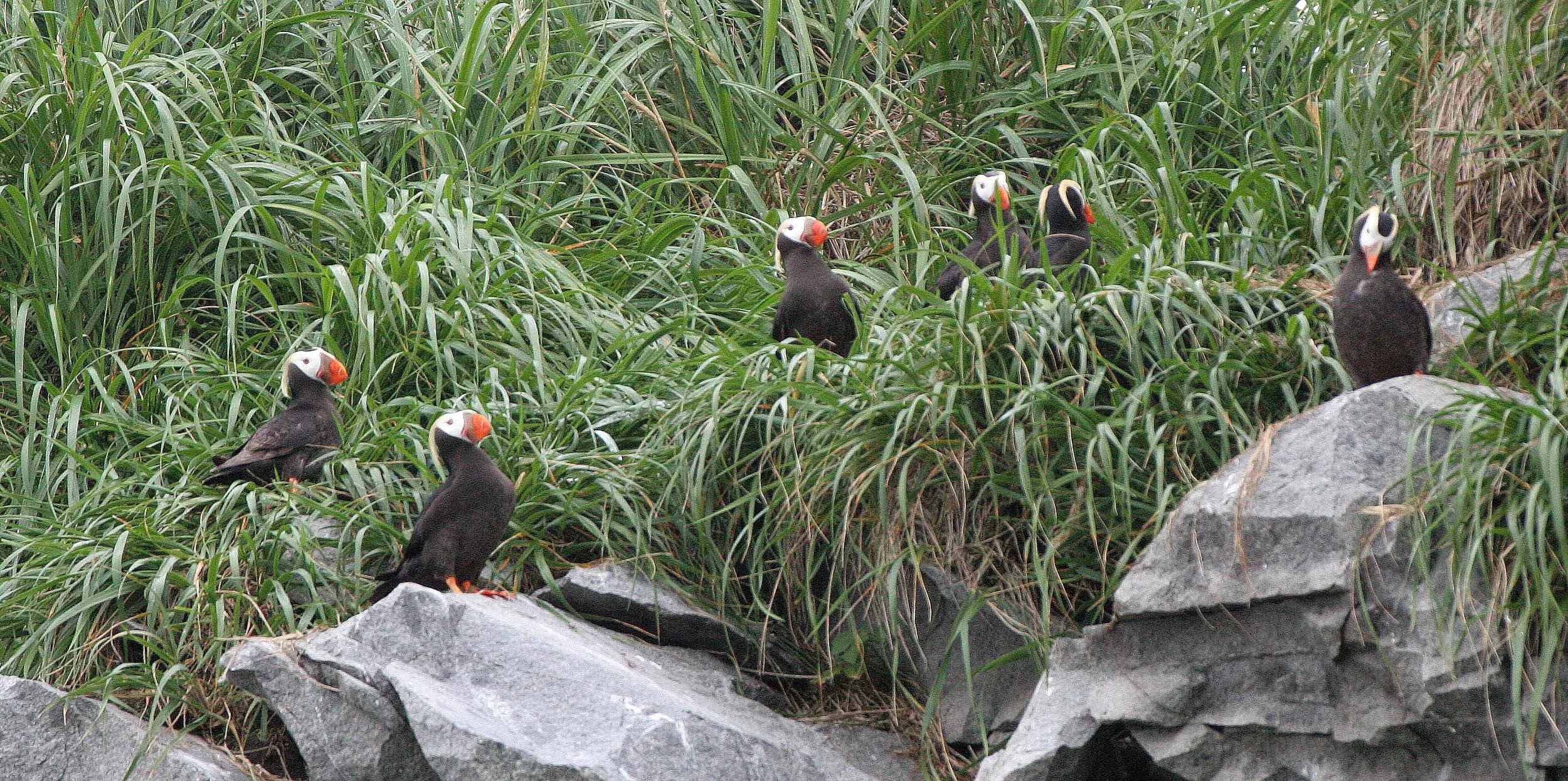 Fratercula cirrhata - TUFTED PUFFIN - COAST OF KAMCHATKA (90).jpg