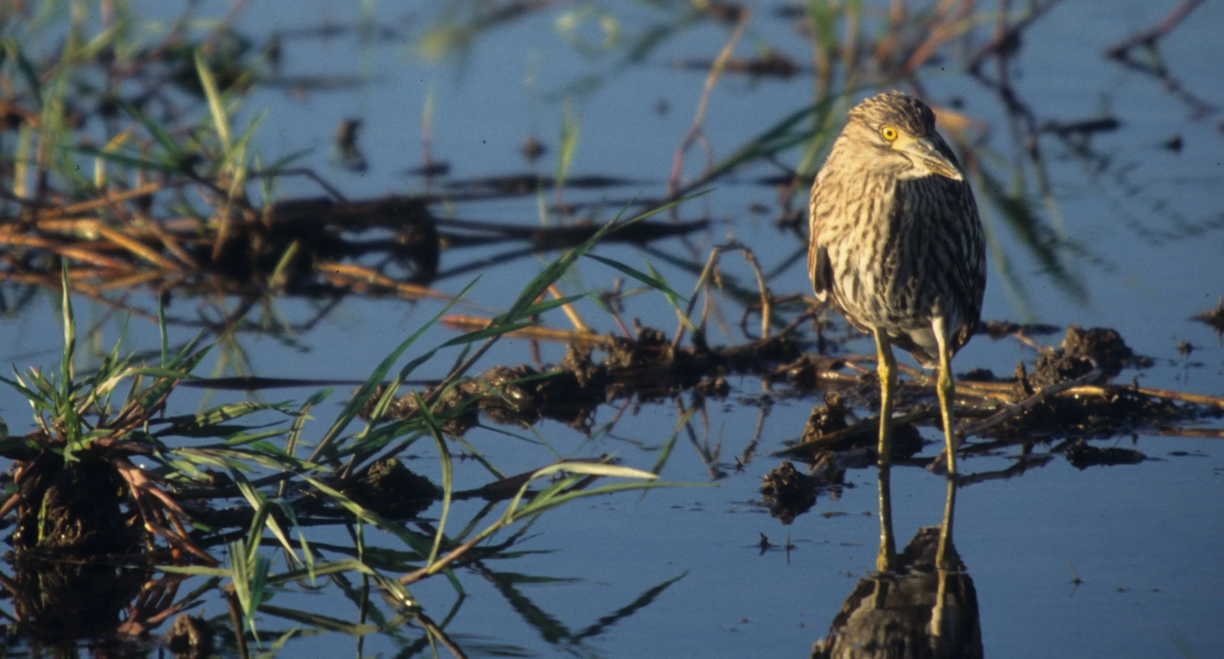 BIRD - BITTERN - BLACK BITTERN - KAKADU NP A.jpg
