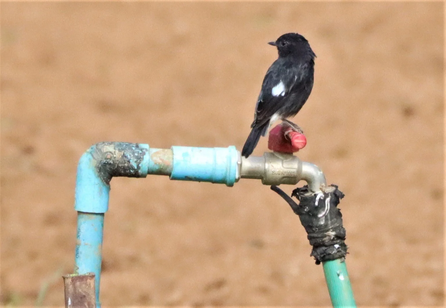 BUSH CHAT - PIED BUSH CHAT - Saxicola caprata - DOI ANG KANG CHIANG MAI (3).jpg