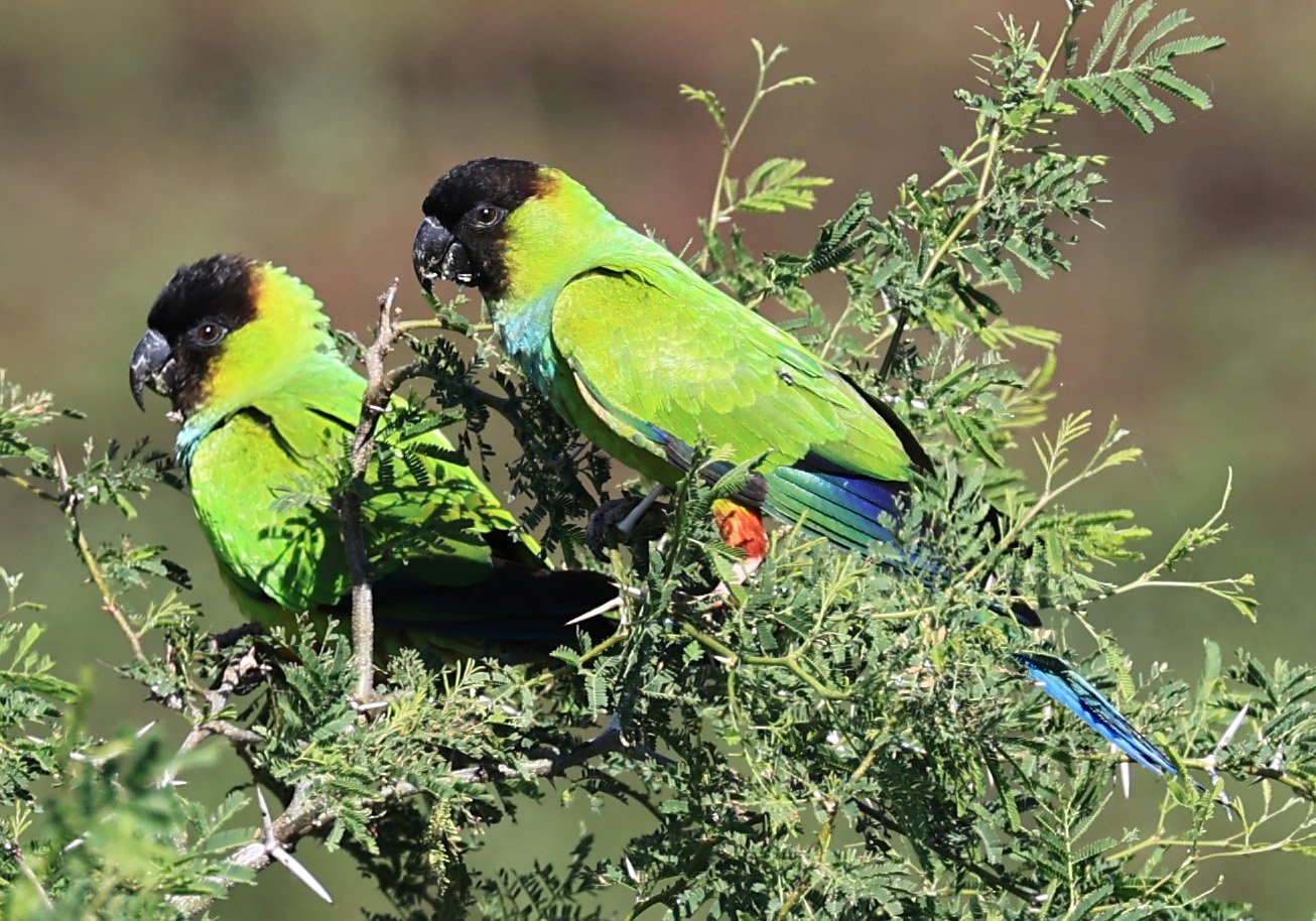 Nanday or Black-hooded Parakeet (Aratinga nenday) Wetlands along Road between Pozo Colorado & Asuncion (30).jpg