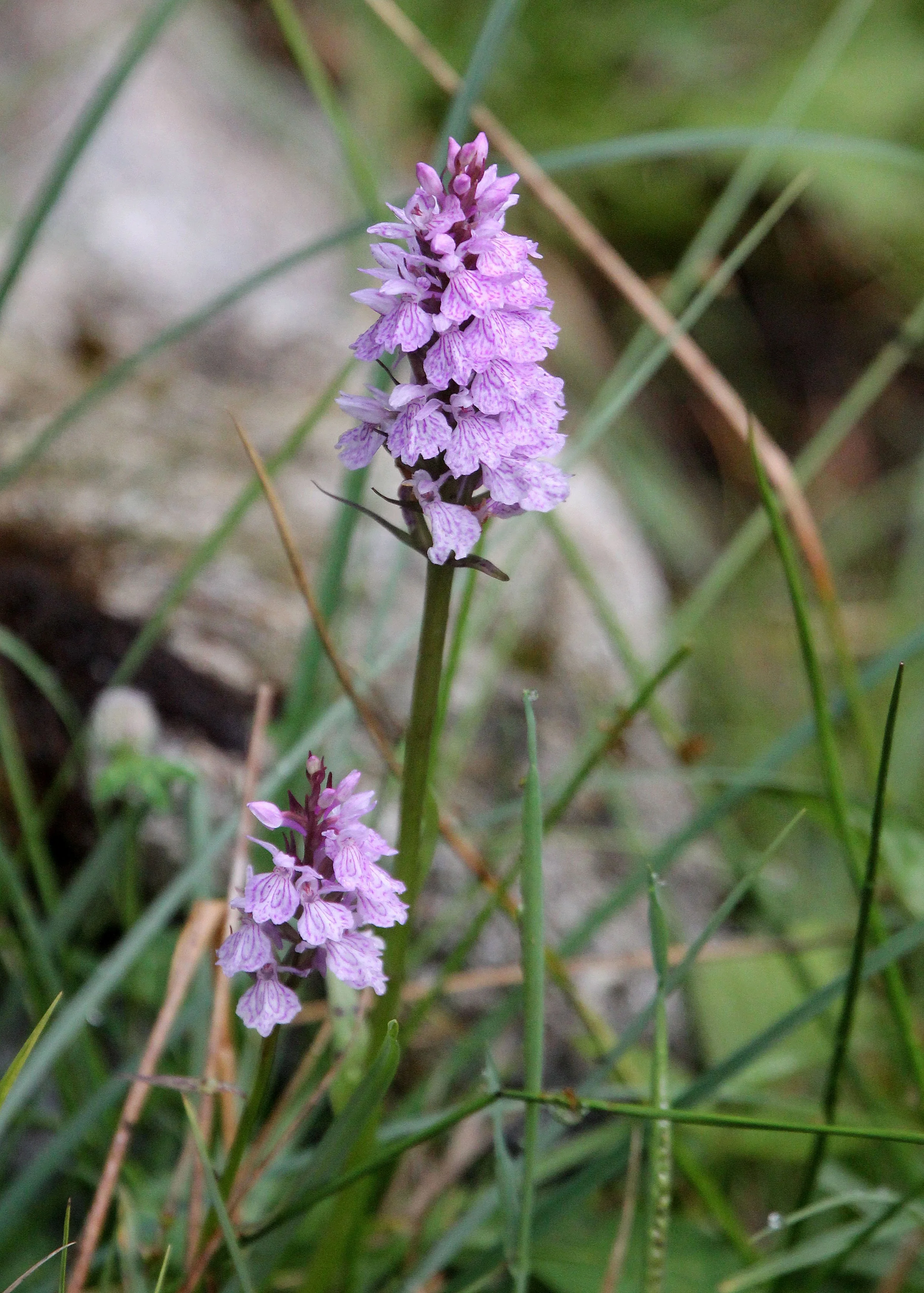 ARRENS MARSOUS PYRENEES NATIONAL PARK FRANCE (28).JPG