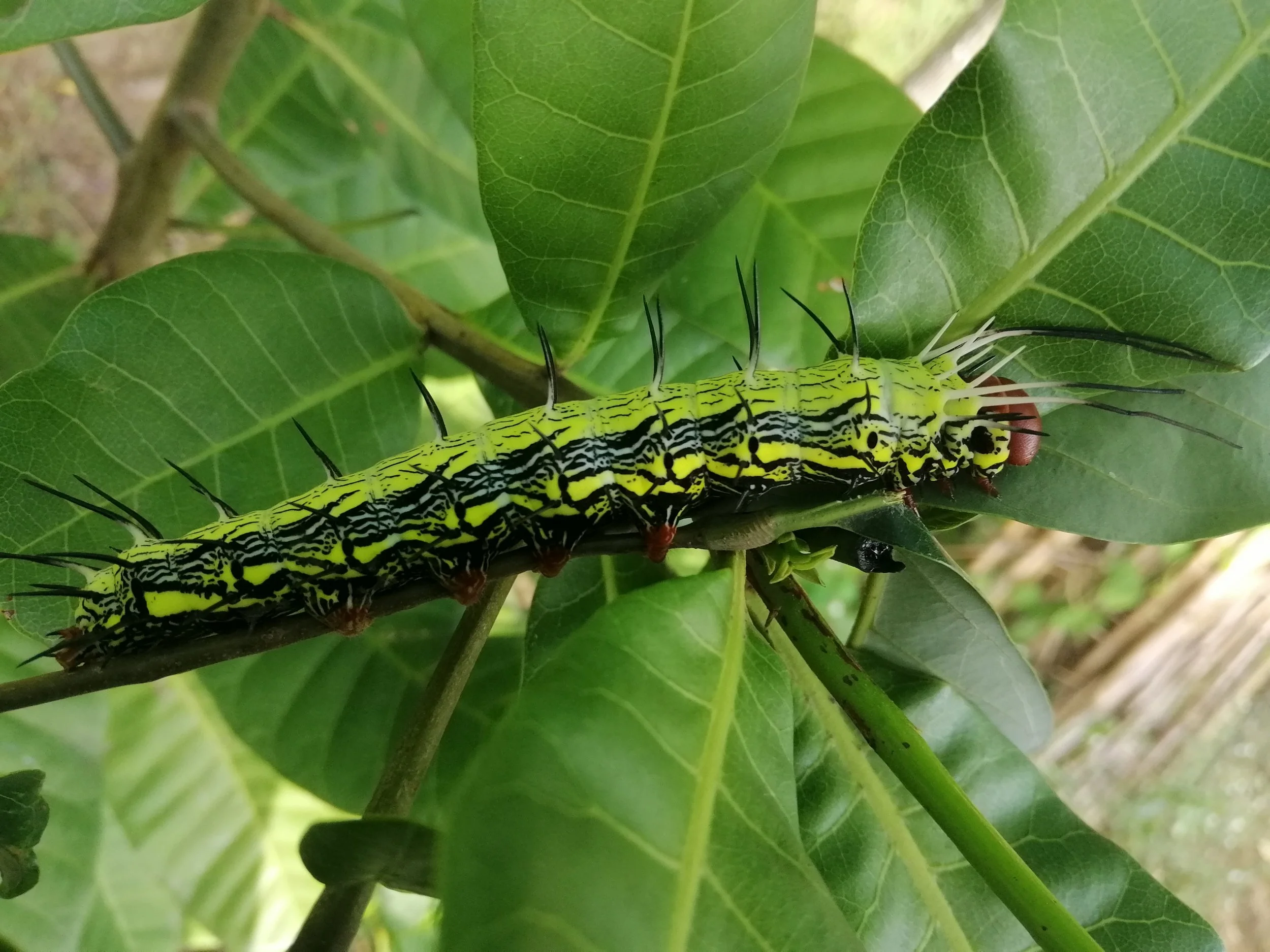 Large Dragon-tailed Caterpillar (Dudusa synopla)