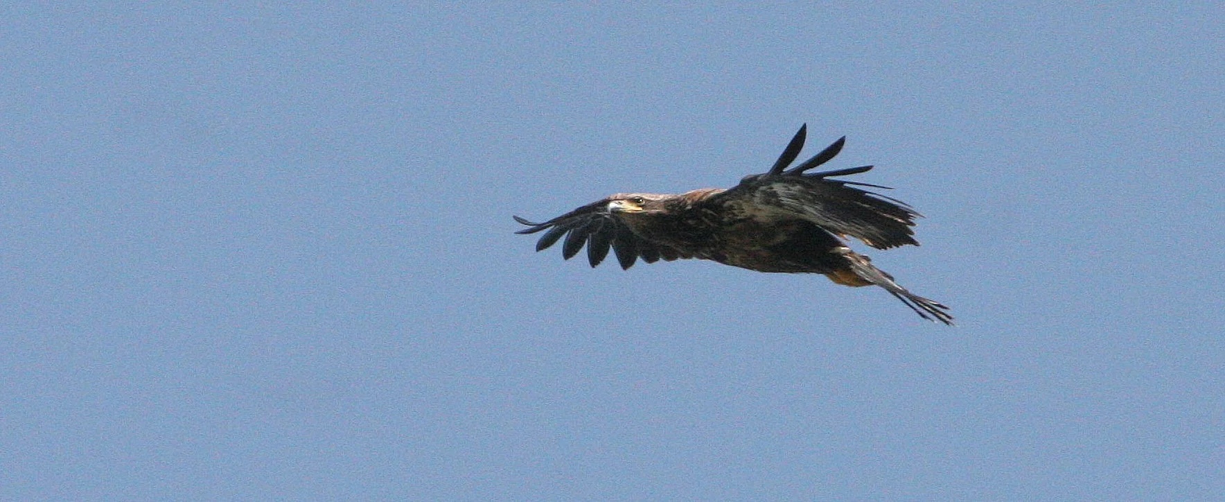 BIRD - EAGLE - BALD EAGLE - ELWHA RIVER MOUTH WA (24).JPG