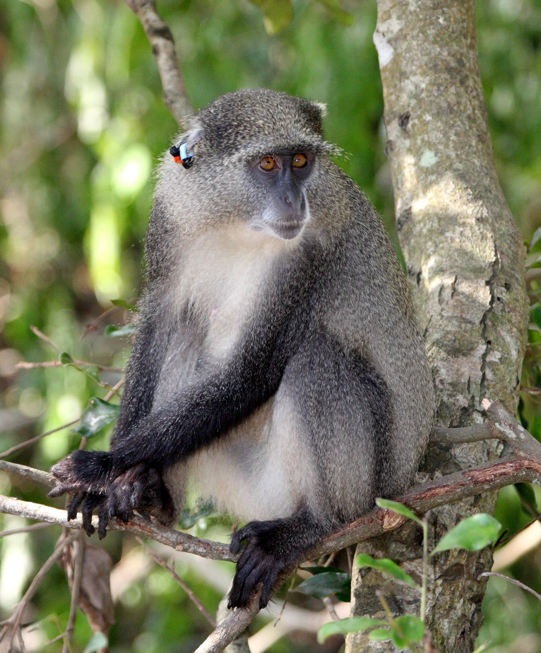 CERCOPITHECIDAE - Cercopithecus albogularis erythrachus - SAINT LUCIA SAMANGO MONKEY - SAINT LUCIA WETLANDS RESERVE - SOUTH AFRICA (1).JPG