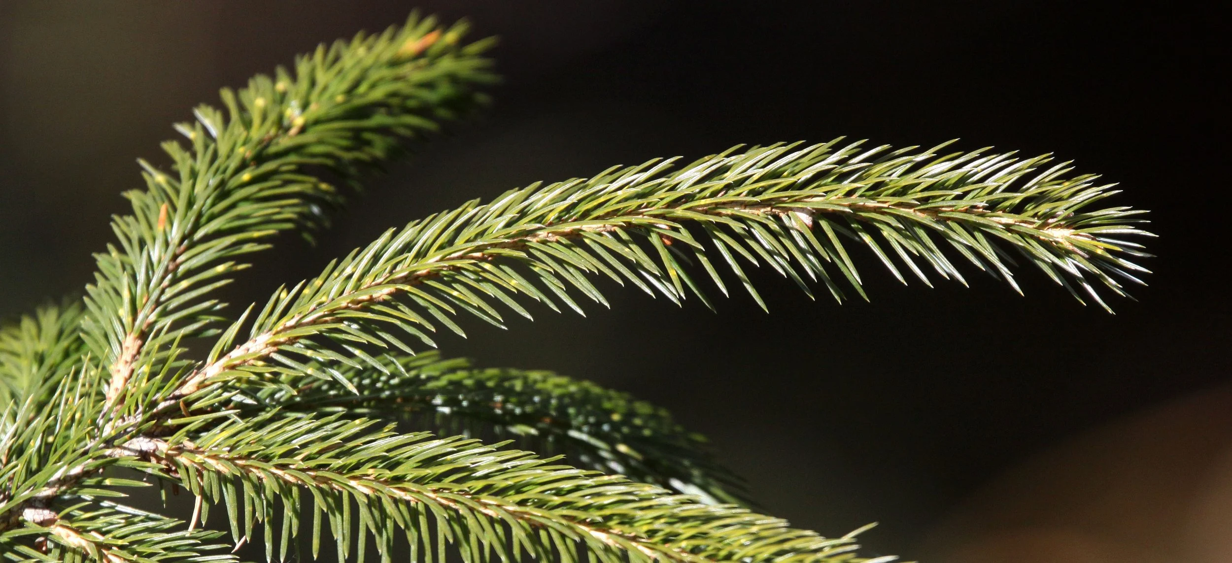 YUNNAN - BAIMA SNOW MOUNTAIN RESERVE - CONIFER SPECIES (3).JPG