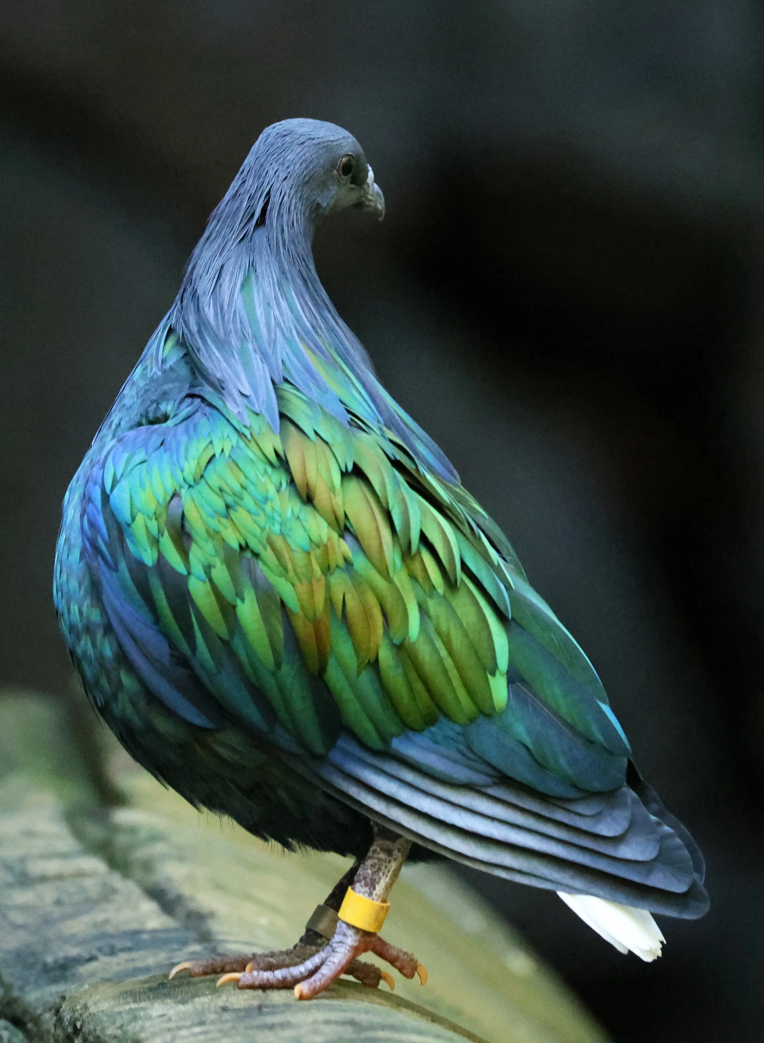 Nicobar Pigeon (Caloenas nicobarica) Koala Trail Road and Locations South of Brisbane - Queensland (1).jpg