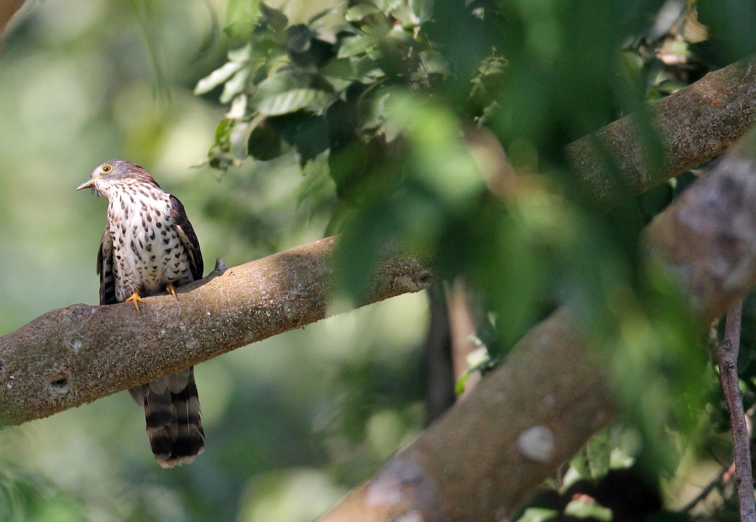 Large Hawk-cuckoo (Hierococcyx sparveroides) Huai Kha Khaeng NWR Thailand (2).JPG