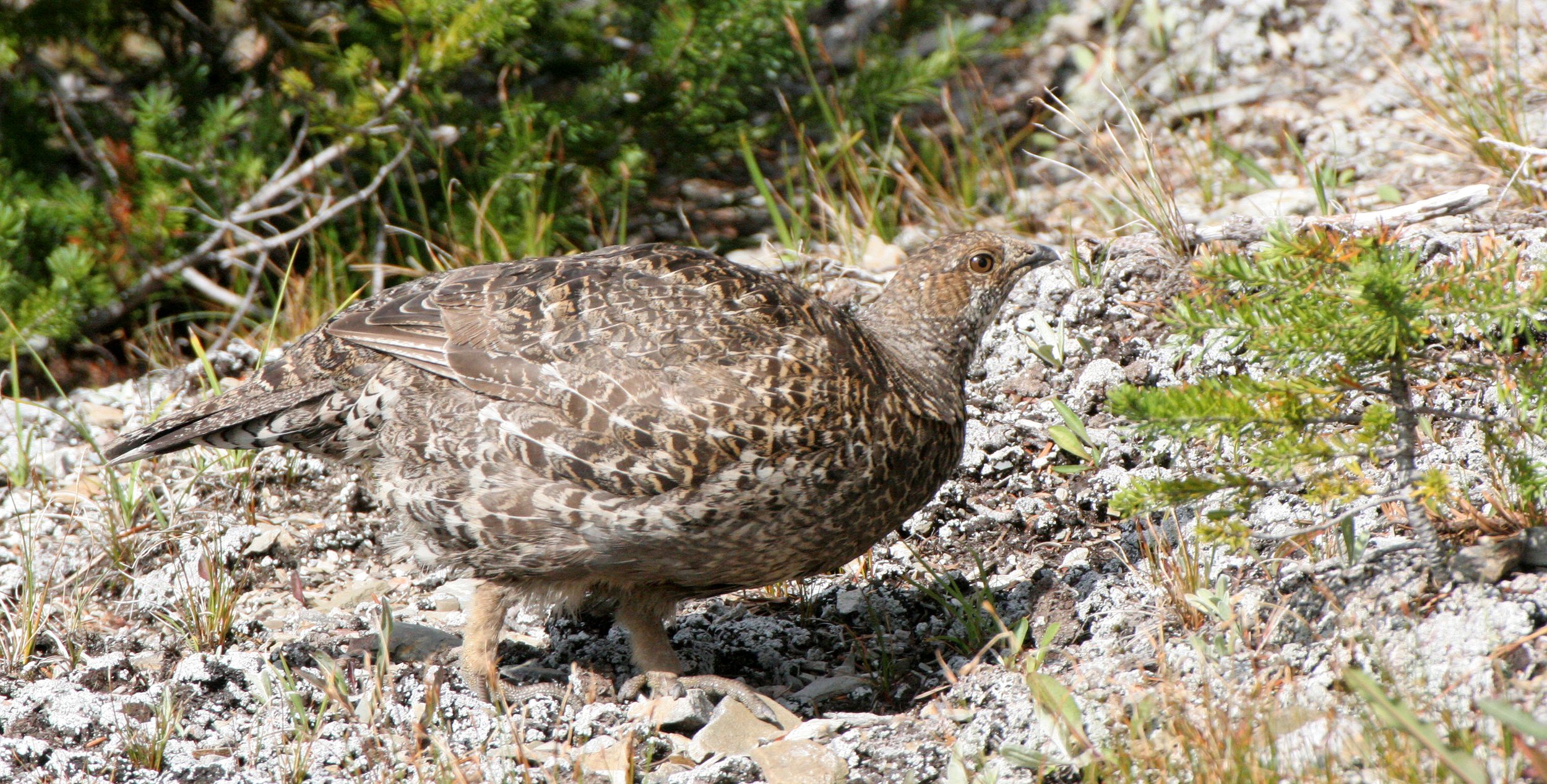 BIRD - GROUSE - BLUE-GROUSE - OLYMPIC NATIONAL PARK (12).JPG