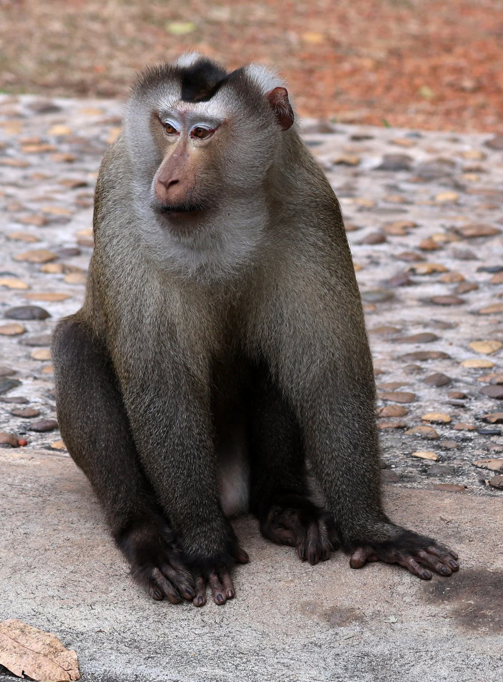 Northern Pig-tailed Macaque (Macaca leonina) Khao Yai National Park Feb 2026 Day 3 (16).jpg