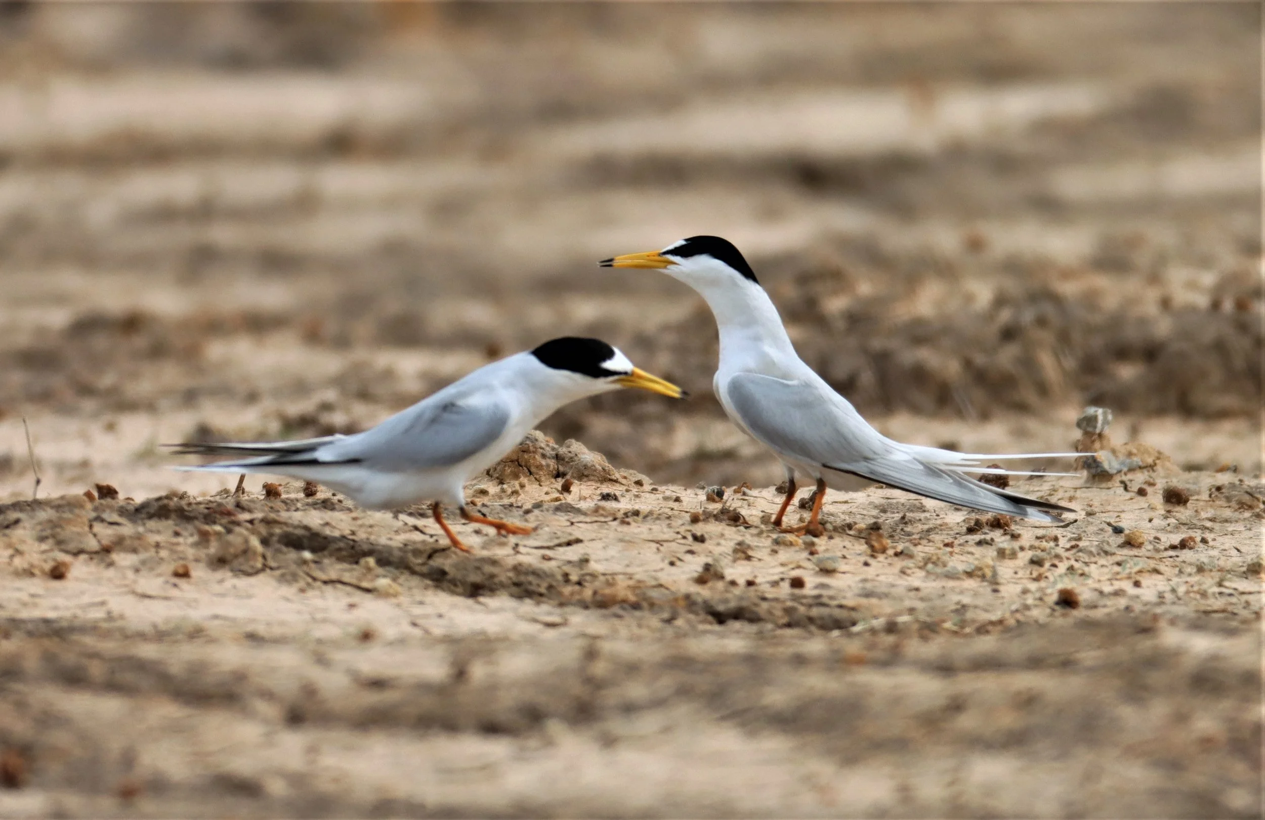 TERN - LITTLE TERN - Sterna albifrons - KHAO SAM ROI YOD NP (1).jpg