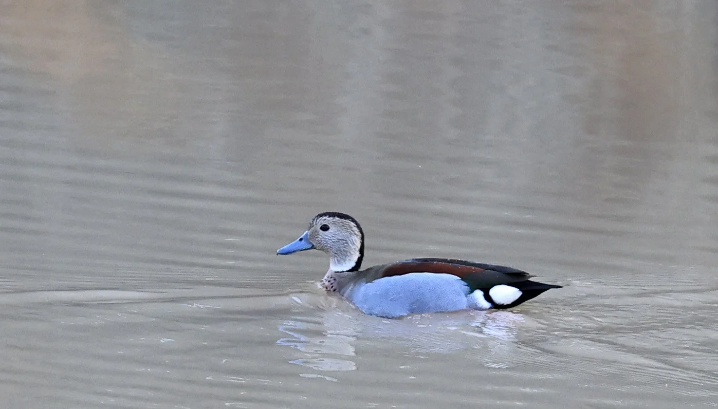 Ringed Teal (Callonetta leucophrys) Hotel Iparoma Campestre Paraguay (14).jpg