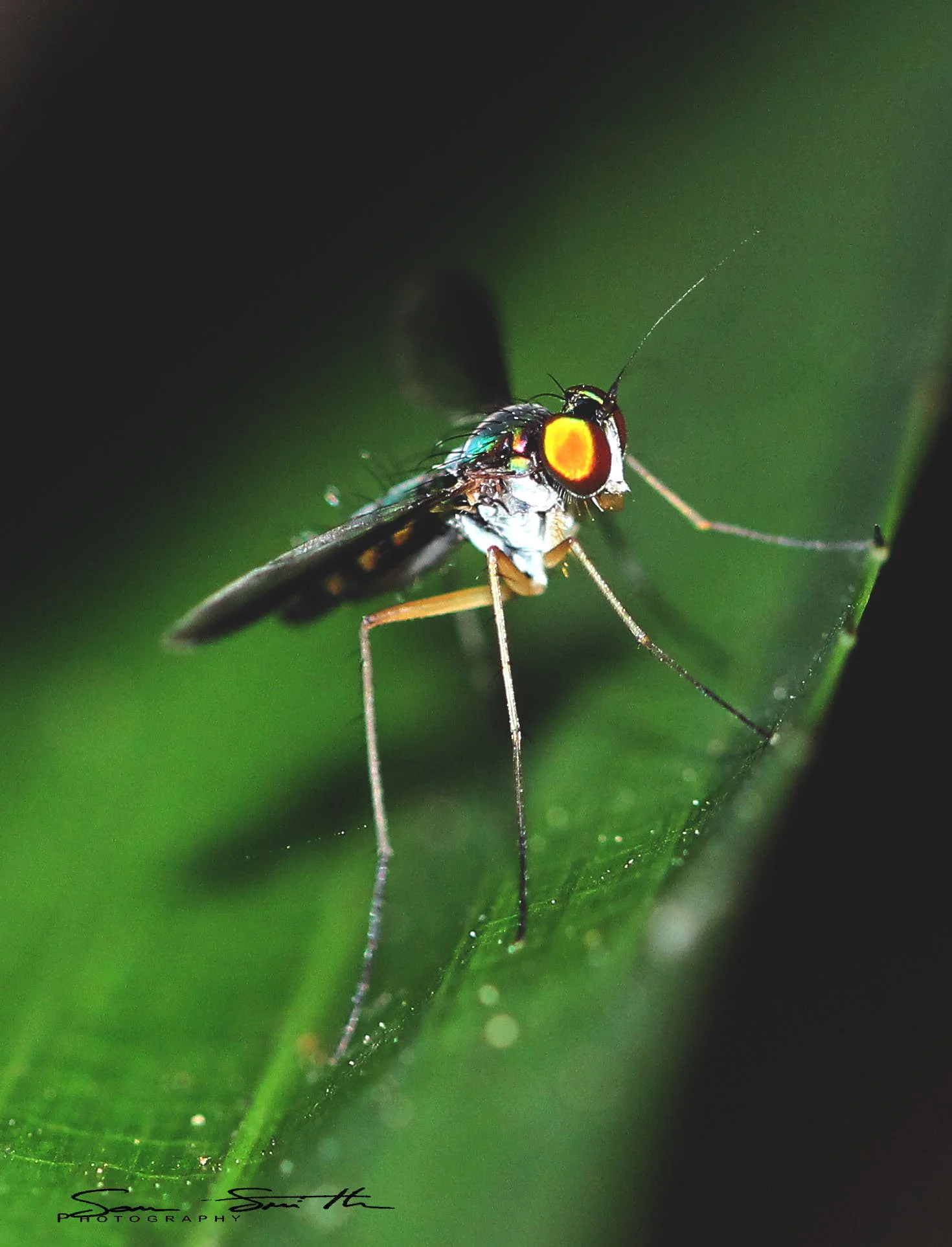 Diptera species - Koh Lanta, Thailand (10).JPG