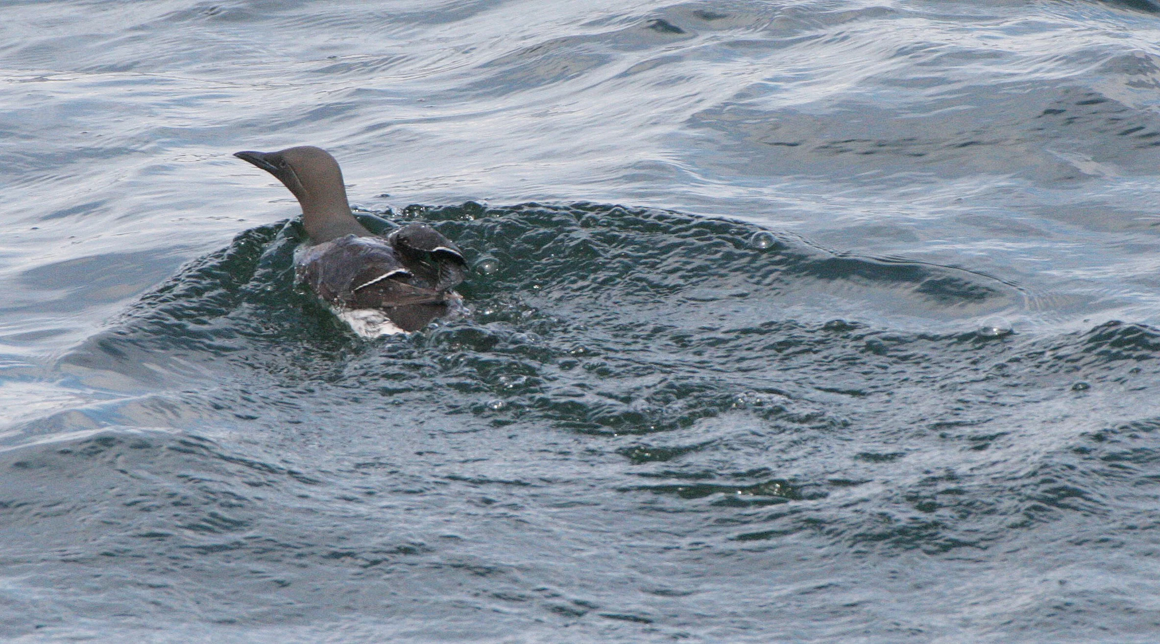 Uria aalge - COMMON MURRE - SAN JUAN ISLANDS WA (3).JPG