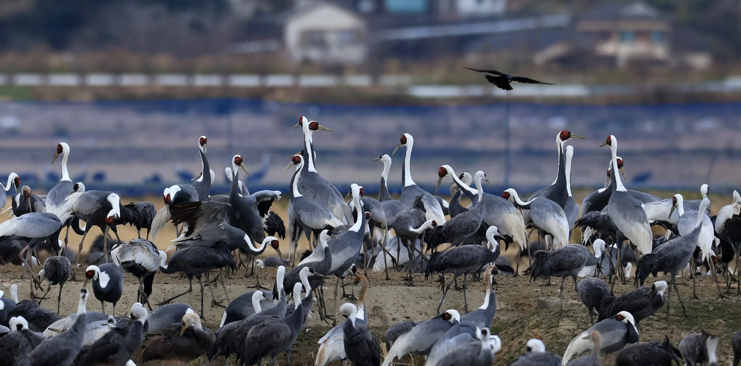 White-naped Crane (Antigone vipio) Izumi Crane Park & Center, Izumi Kagoshima Kyushu Japan (592).jpg