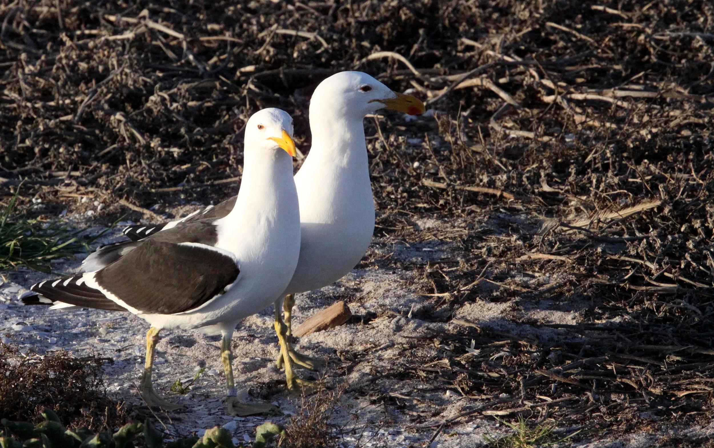 BIRD - GULL - CAPE OR KELP GULL - LARUS VETULA - BIRD ISLAND LAMBERT'S BAY SOUTH AFRICA (10).JPG