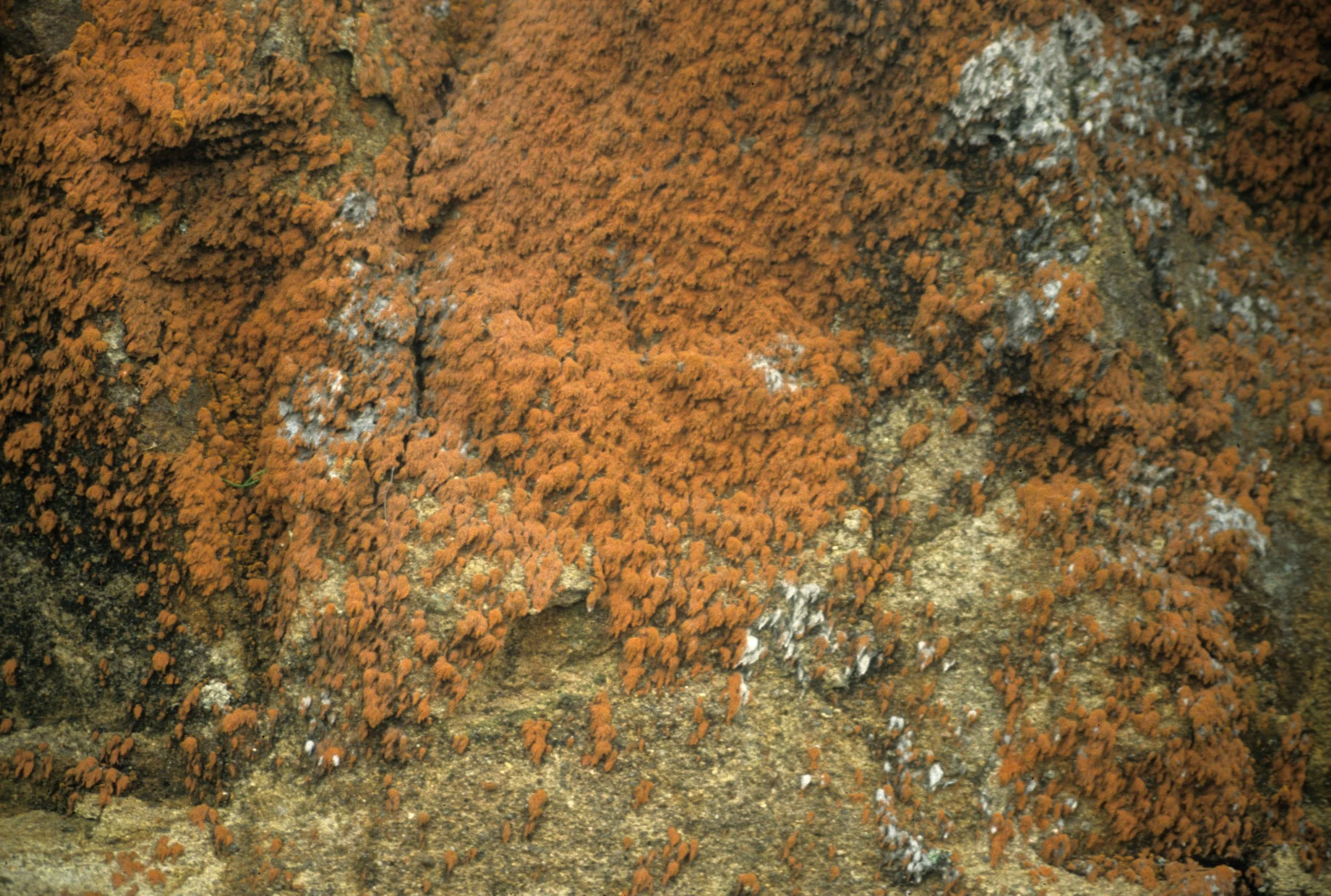 CALIFORNIA - POINT REYES - RED ALGAE.jpg