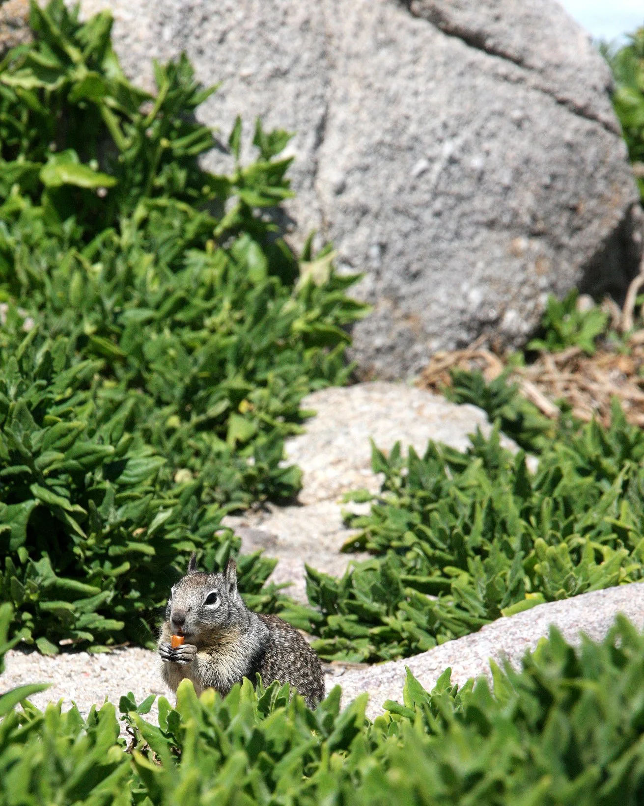 Otospermophilus beecheyi beecheyi - CALIFORNIA GROUND SQUIRREL - MONTEREY CALIFORNIA.JPG