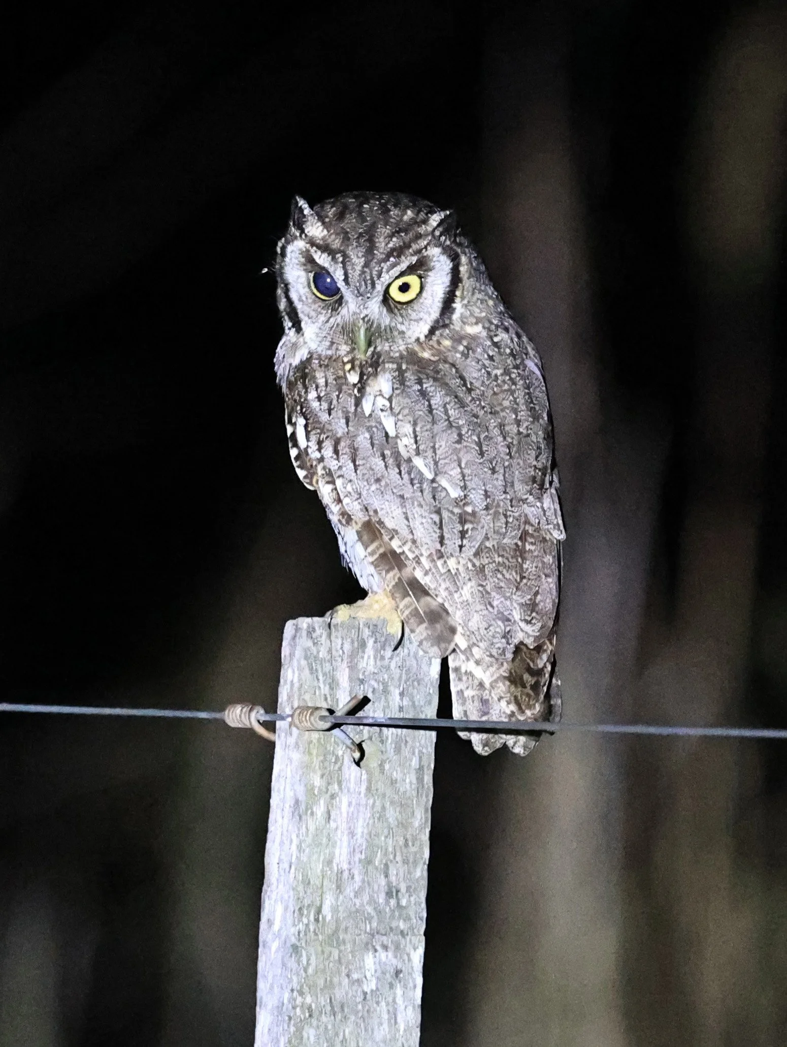 Tropical Screech-Owl (Megascops choliba) Hotel Campestre Iparoma Paraguay (7).jpg