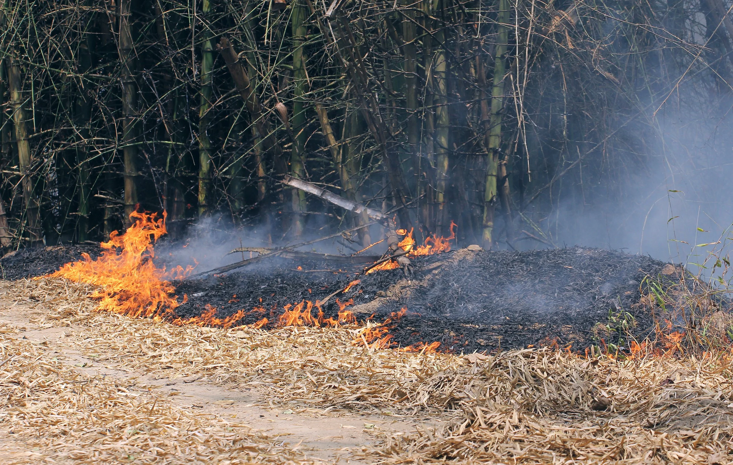 2015 Huai Mai Dee Huai Kha Khaeng Wildlife Refute (28).JPG