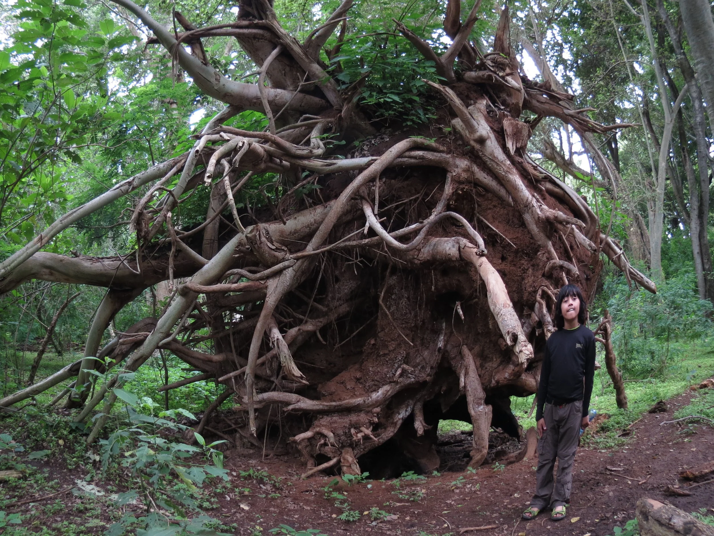 LANGANO LAKE ETHIOPIA - BISHANGARI LODGE AND SURROUNDING FOREST (25).JPG