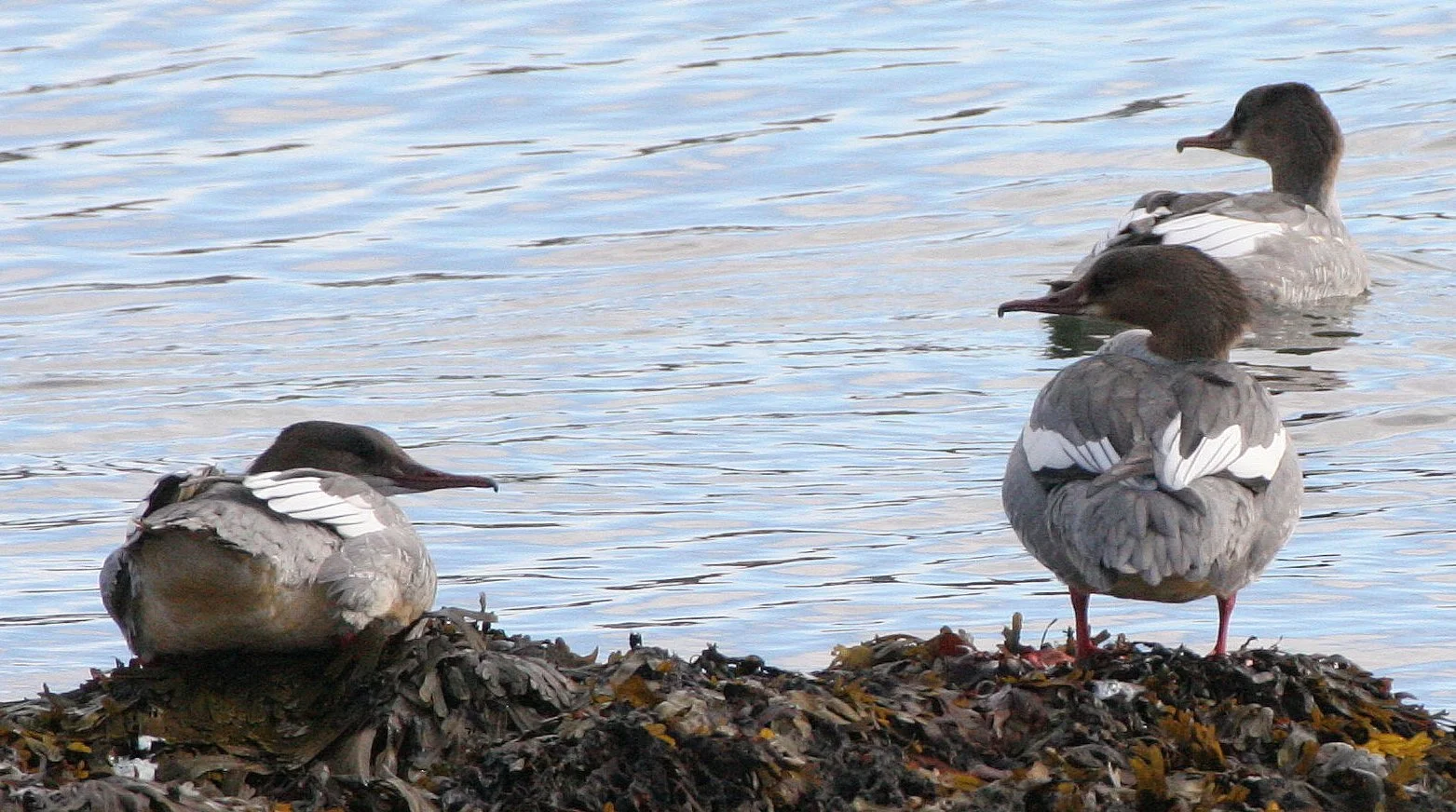 BIRD - GOOSANDER - MERGUS MERGANSER - HORNOYA HARBOR (14).jpg