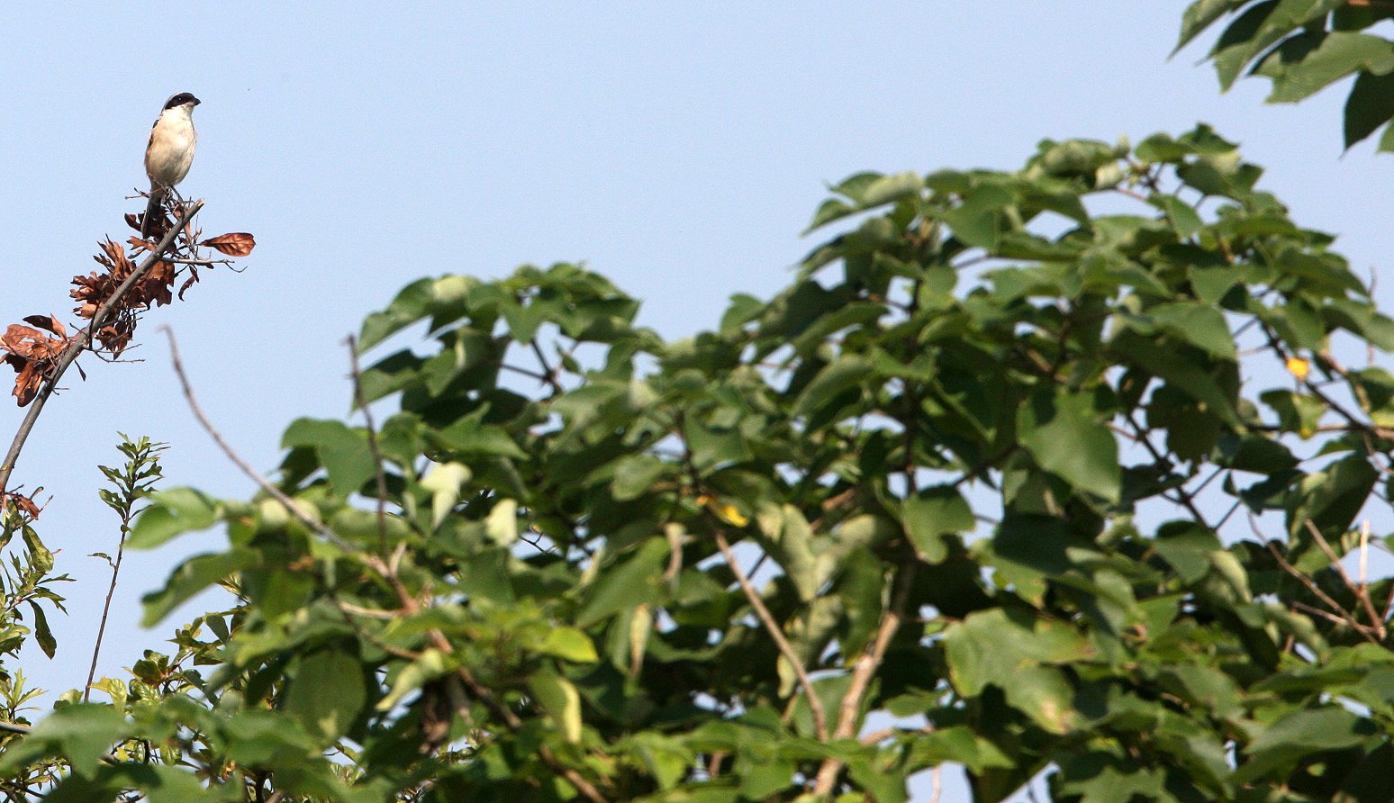 Long-tailed Shrike (Lanius schach) Chongming Island Dongtan Wetlands China (3).JPG