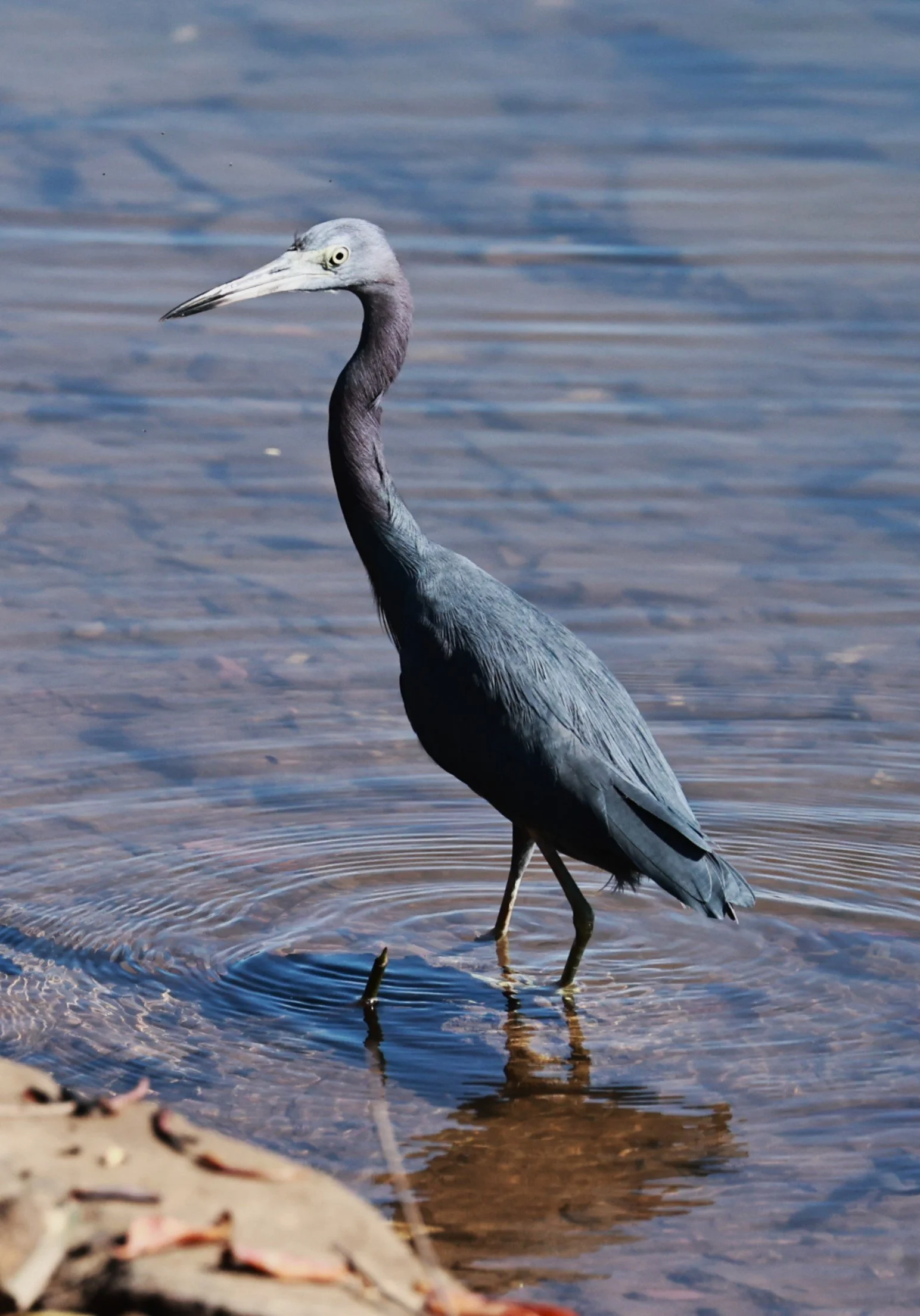 Heron - Little Blue Heron - Egretta caerulea - Illeus, Bahia Brazil, Una Township Area (5).JPG