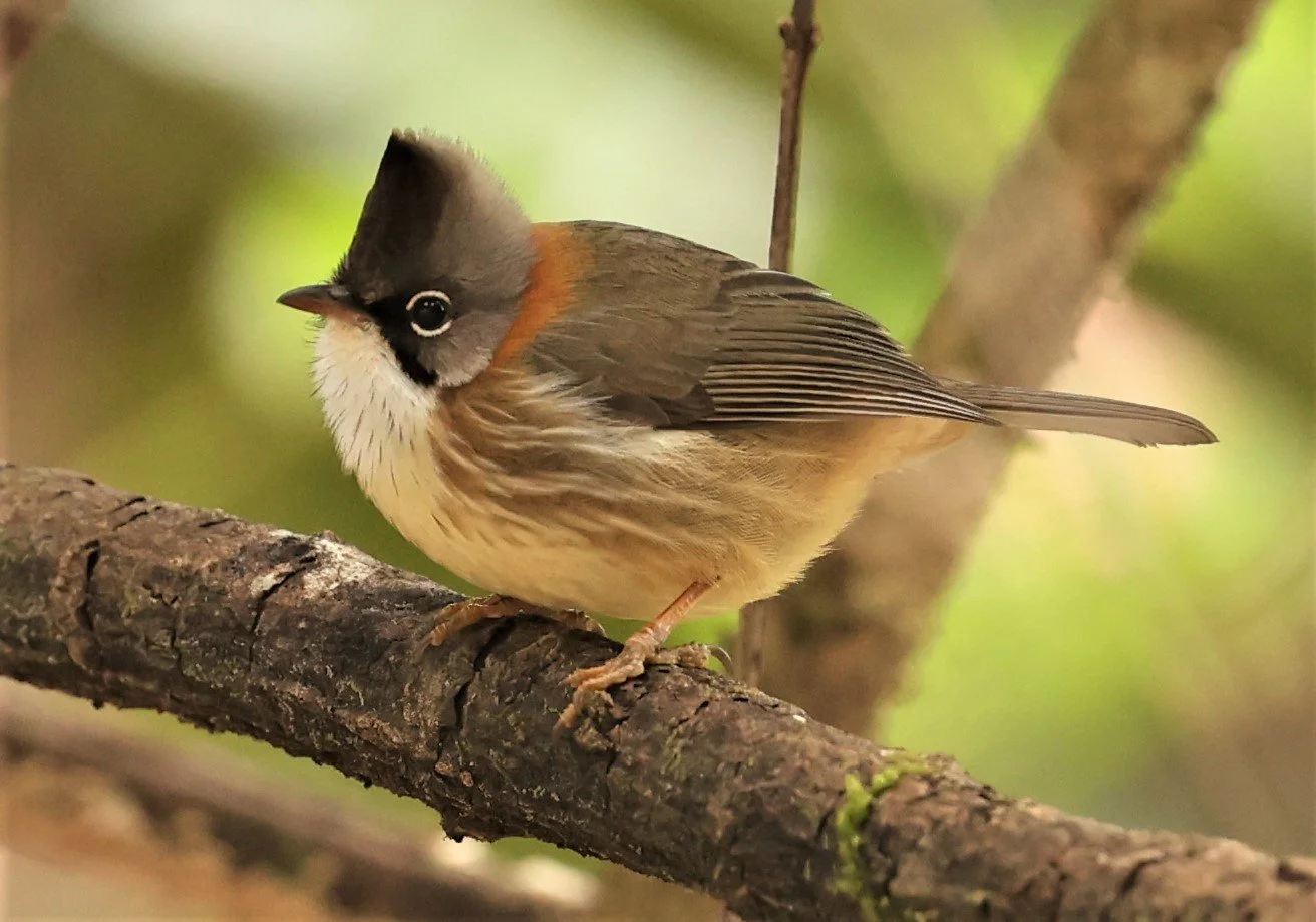 Whiskered Yuhina (Yuhina flavicollis) Doi Lan East, Doi Pha Hom Pok NP, Chiang Mai Thailand (3).jpg