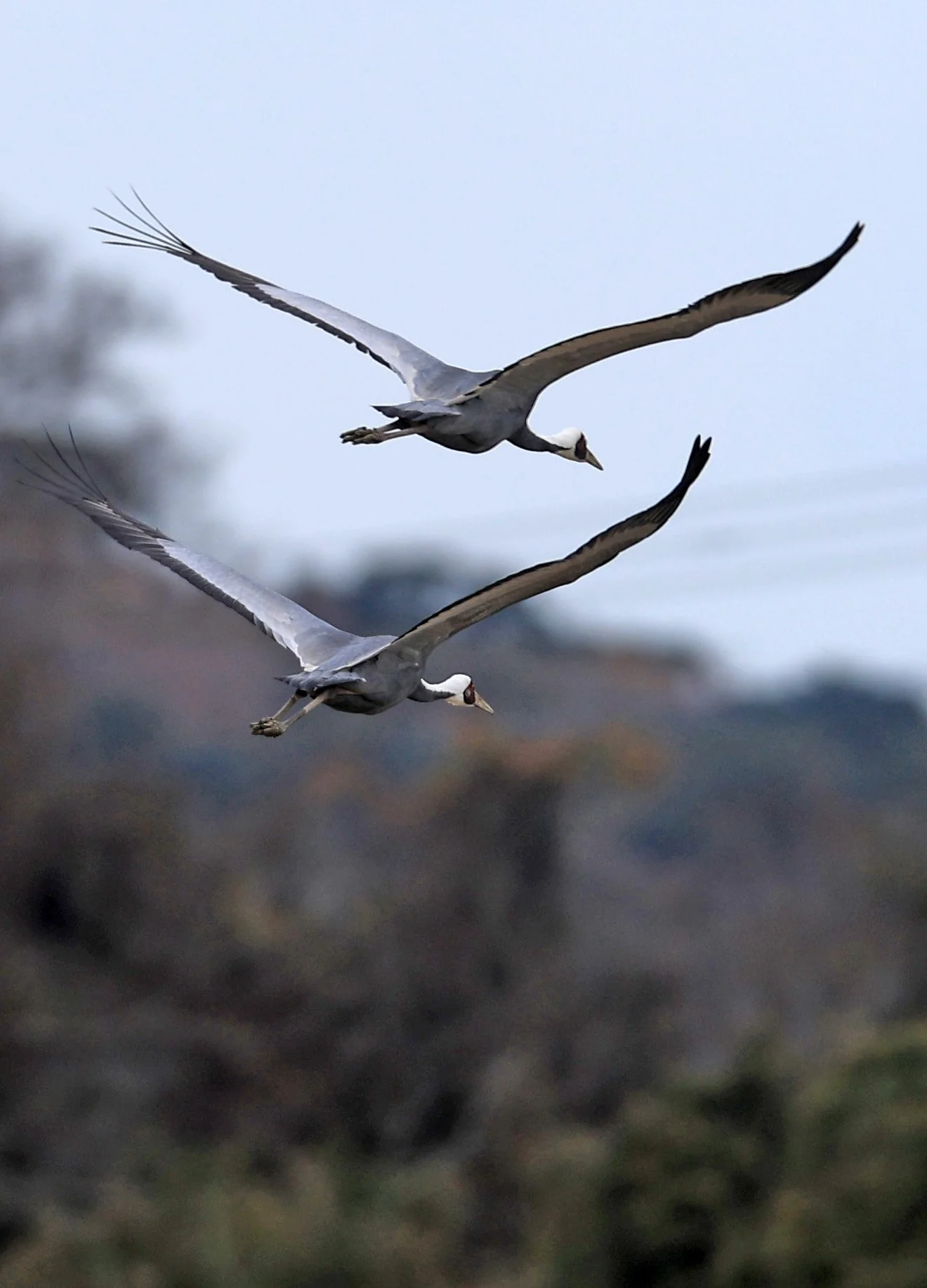 White-naped Crane (Antigone vipio) Izumi Crane Park & Center, Izumi Kagoshima Kyushu Japan (385).jpg