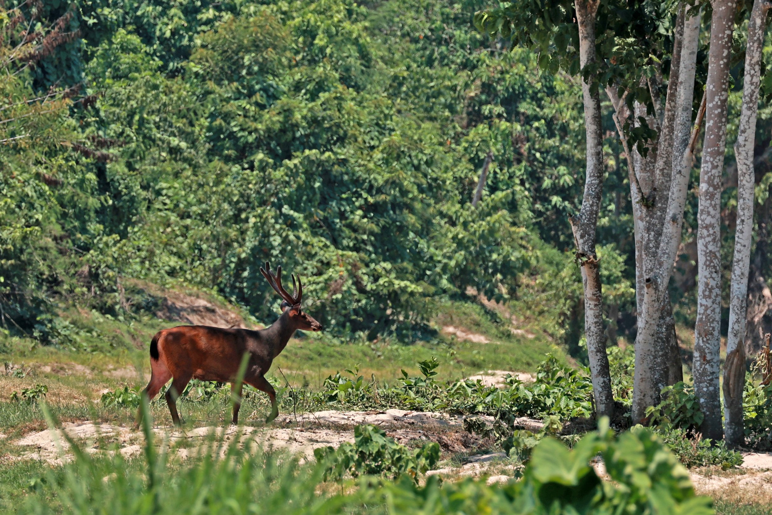Huai Kha Khaeng Wildlife Sanctuary April 2026 (53).jpg