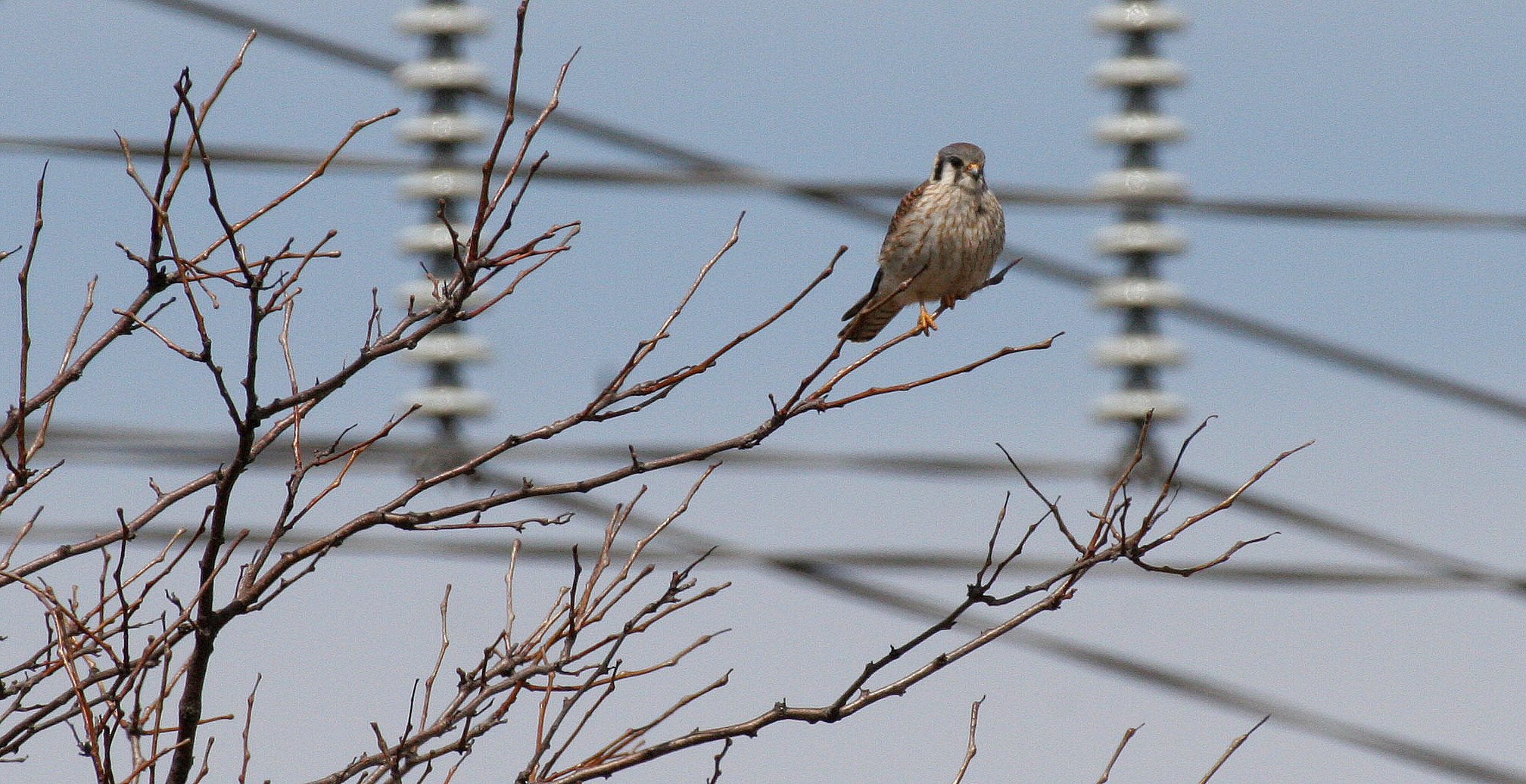 BIRD - AMERICAN KESTREL - SPRINGBROOK FOREST PRESERVE ILLINOIS.JPG