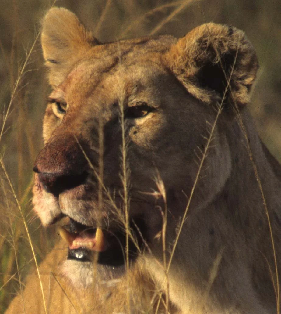 Kenya 1994