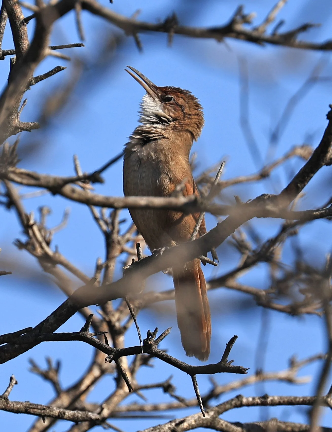 Chaco earthcreeper (Tarphonomus certhioides) Chaco Lodge & Laguna Salada Paraguay (12).jpg