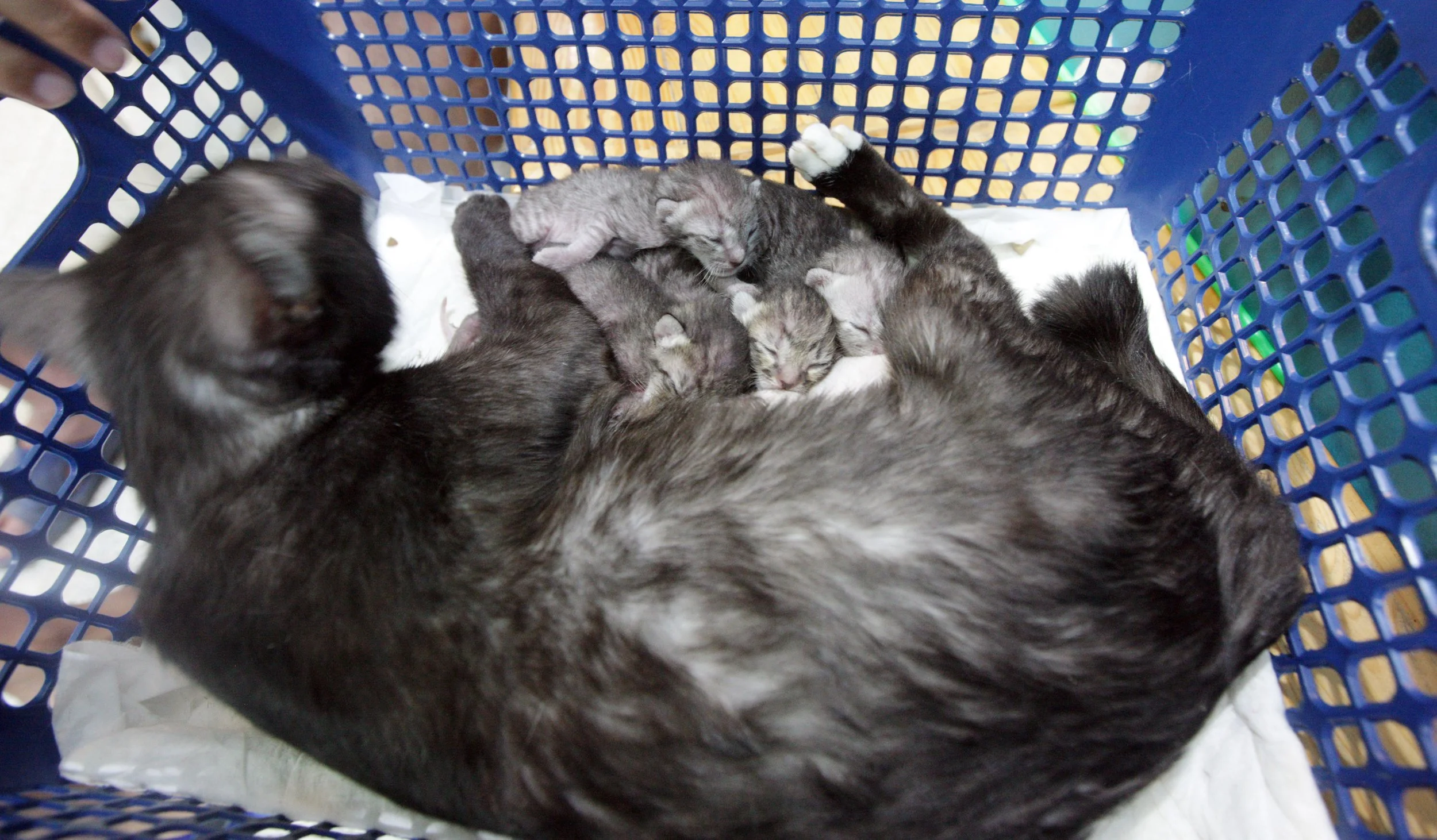 2017 Graffiti Tour in Bangkok (505).JPG