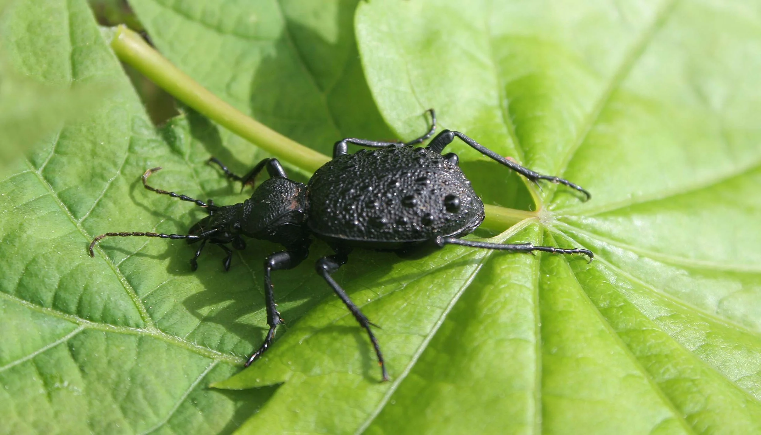 INVERTS - COLEOPTERA - CARABID SPECIES.jpg