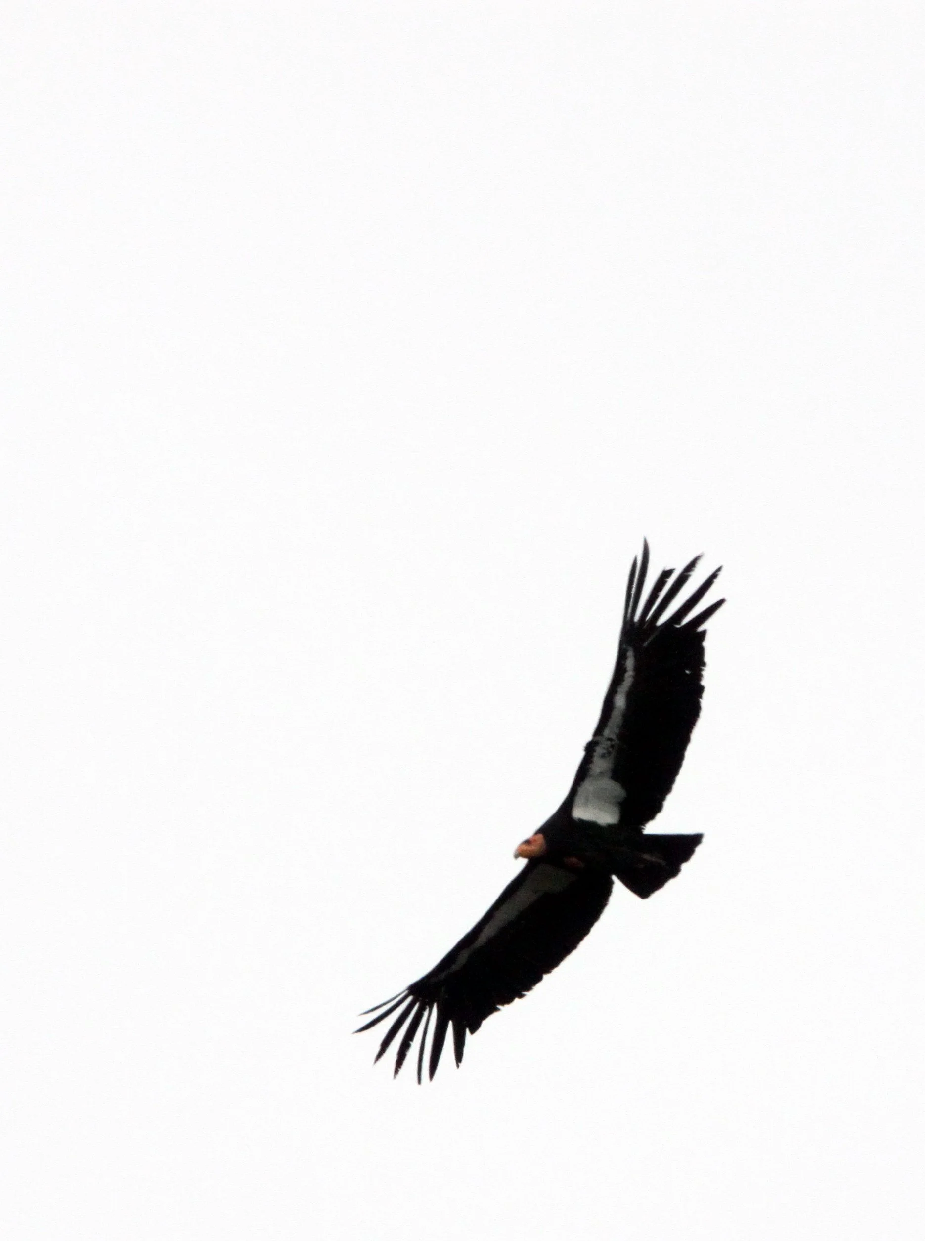 Gymnogyps californianus - CALIFORNIA CONDOR - PINNACLES NATIONAL MONUMENT CALIFORNIA (61).JPG