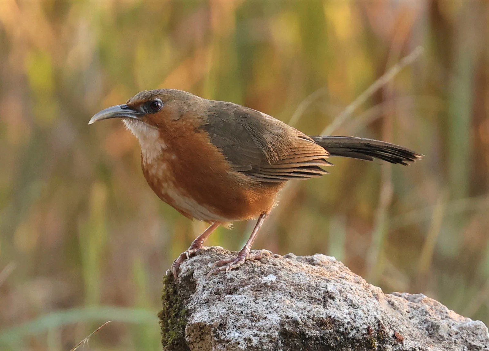 SCIMITAR BABBLER - RUSTY-CHEEKED SCIMITAR BABBLER - Erythrogenys erythrogenys - DOI LANG WEST, DOI PHA HOM POK NP, CHIANG MAI DEC 2021 (14).jpg