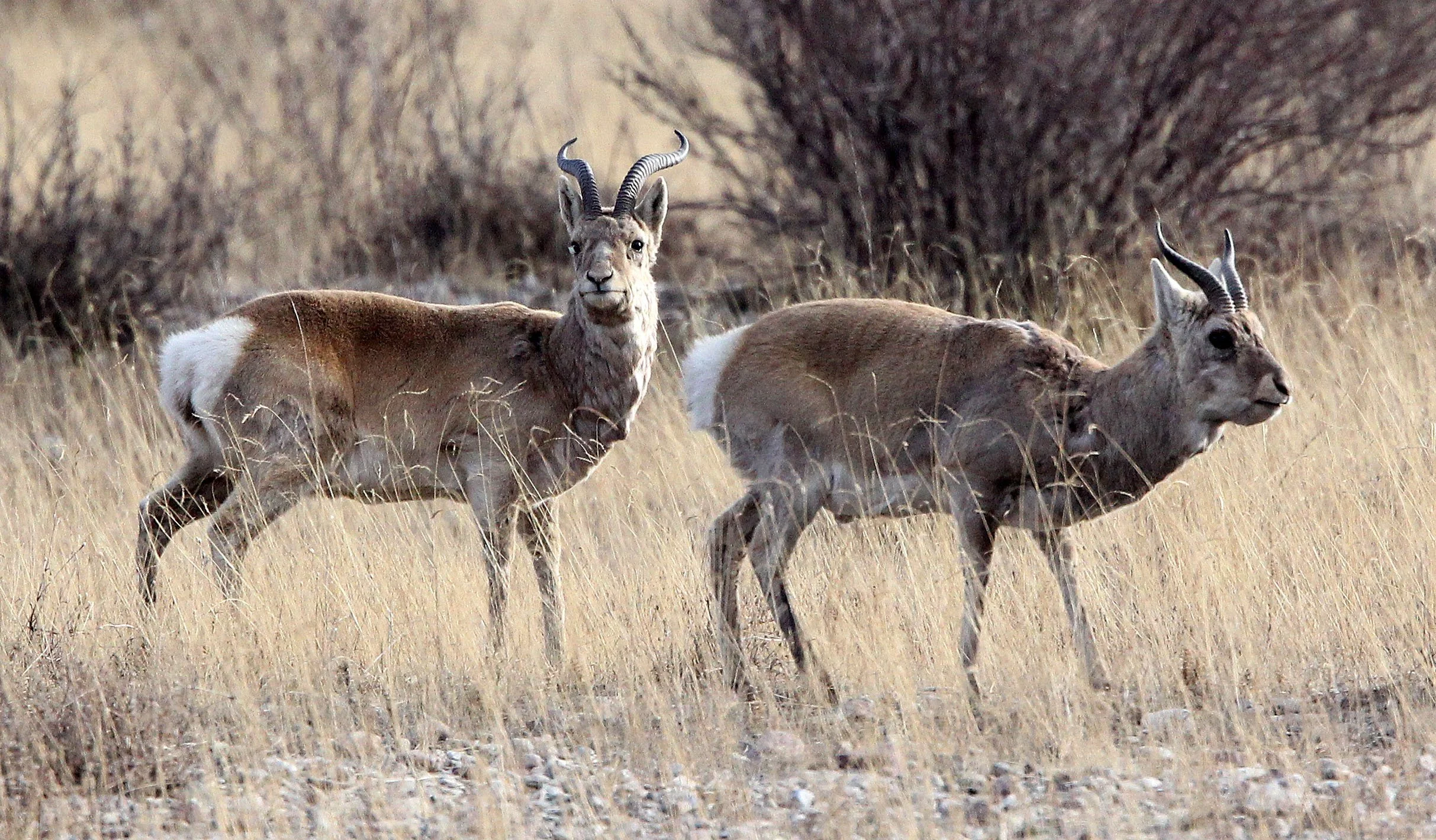 GAZELLE - PRZEWALSKI'S GAZELLE - Procapra przewalskii - QINGHAI LAKE CHINA (50).JPG