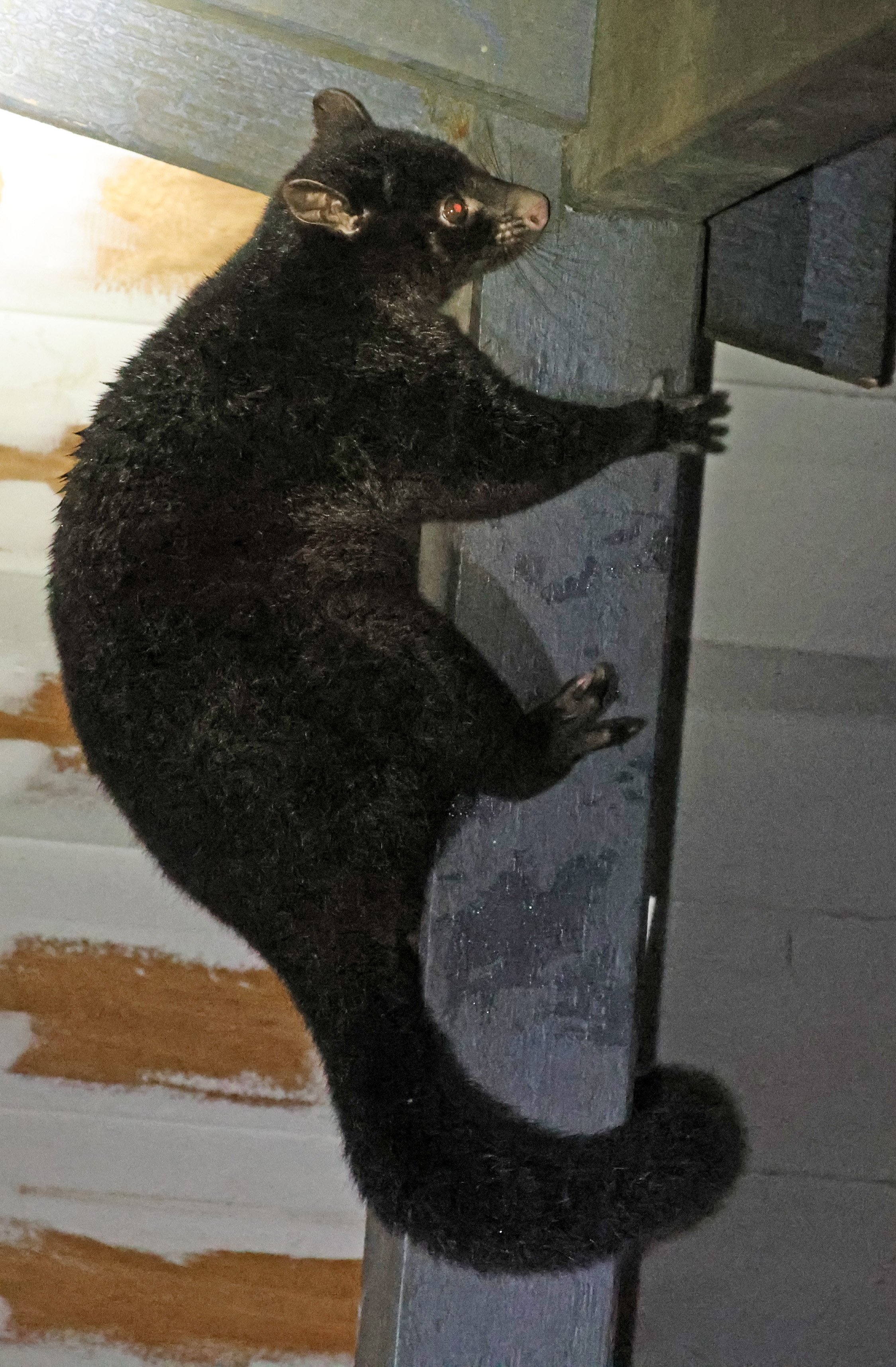 Short-eared Brush-tailed Possum (Trichosurus caninus) Oreilly's at Lamington NP - Queensland