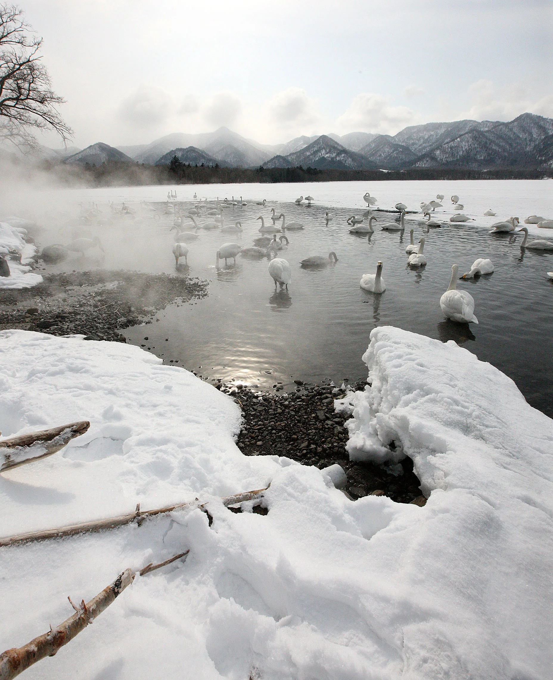 SWAN - WHOOPER SWAN - Cygnus cygnus - KUSSHARO LAKE, HOKKAIDO JAPAN (29).JPG