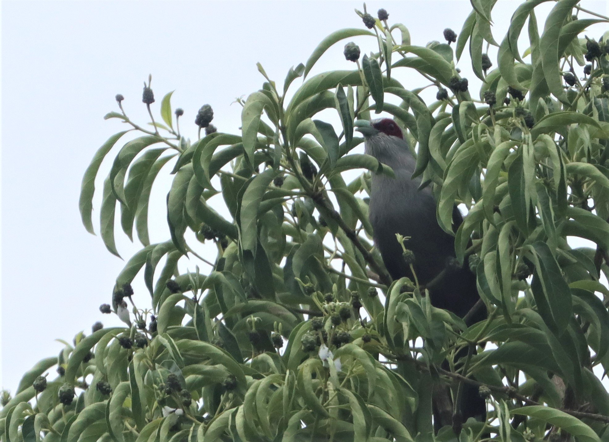 Green-billed Malkoha (Phaenicophaeus tristis) Kaeng Krachan NP Thailand (2).jpg