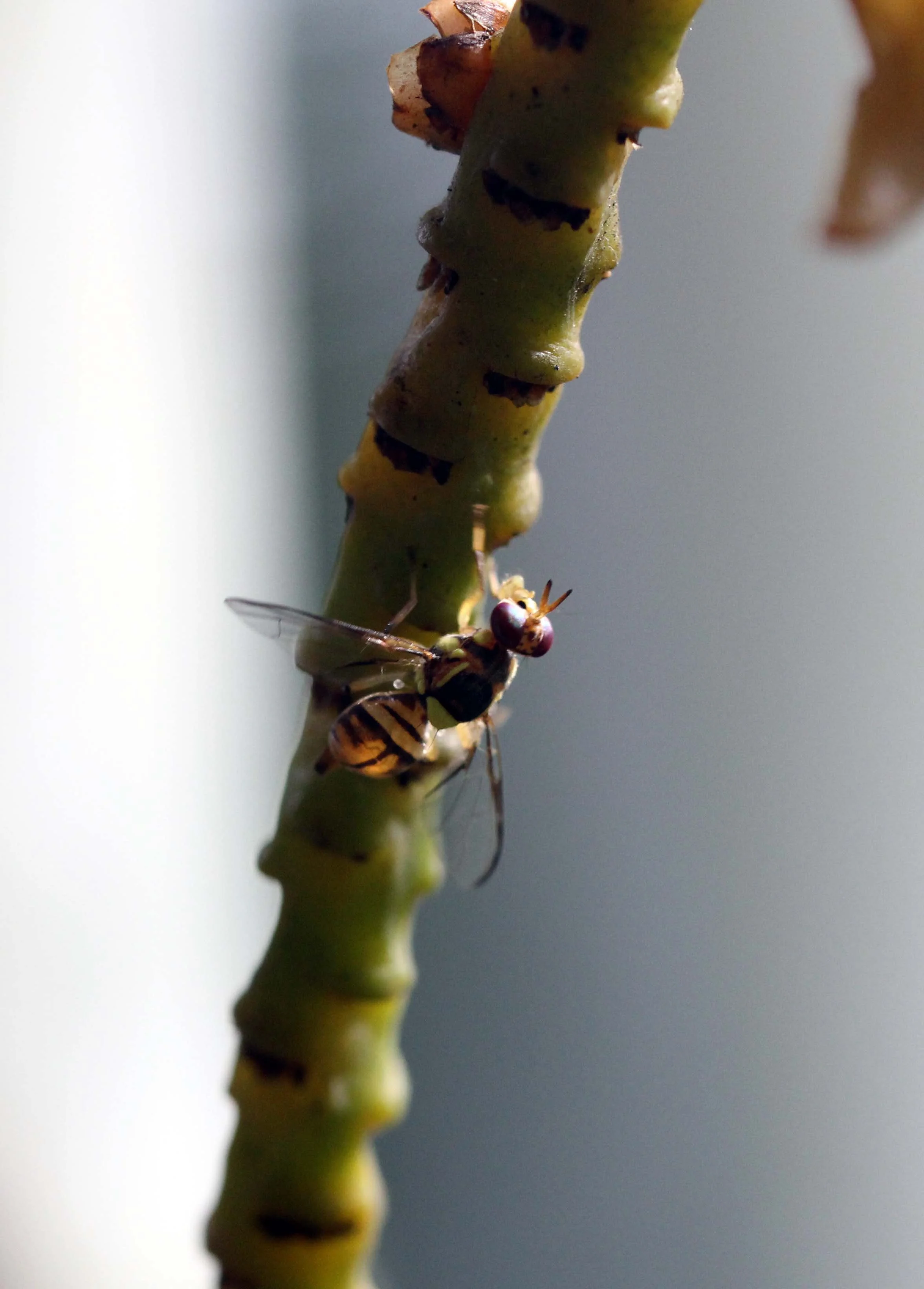 2013 in Nakhonsithammarat and some Krabi with Family (50).JPG