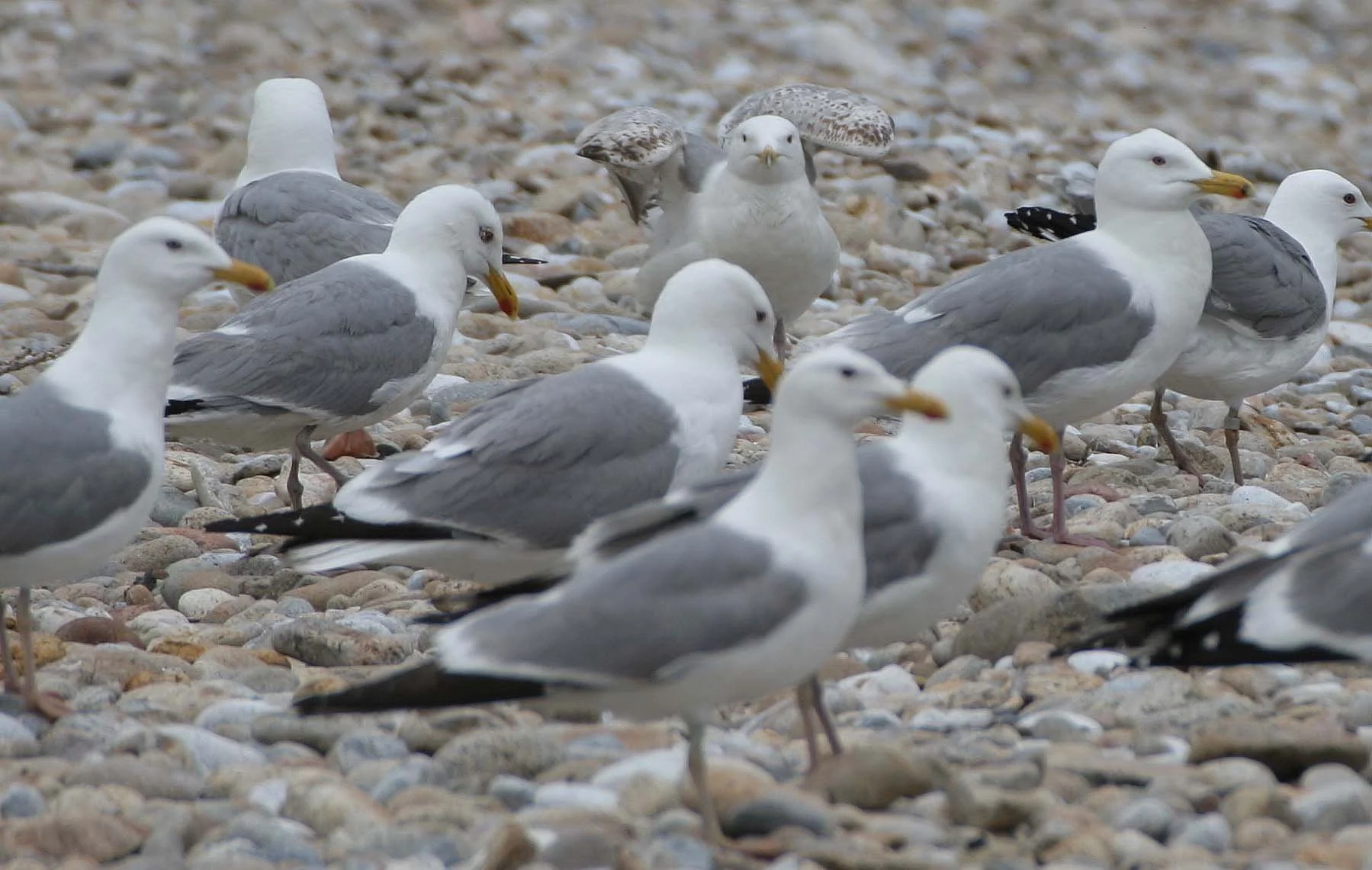 BIRD - GULL - HERRING GULLS ON SHORES OF OLKHON ISLAND LAKE BAIKAL RUSSIA (7).jpg